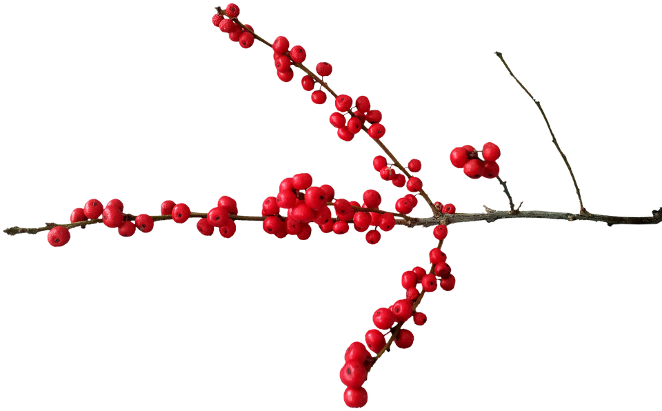 Berry 桌布 壁紙 — 一條掛滿鮮紅色漿果的樹枝，在純黑背景下對角伸展。