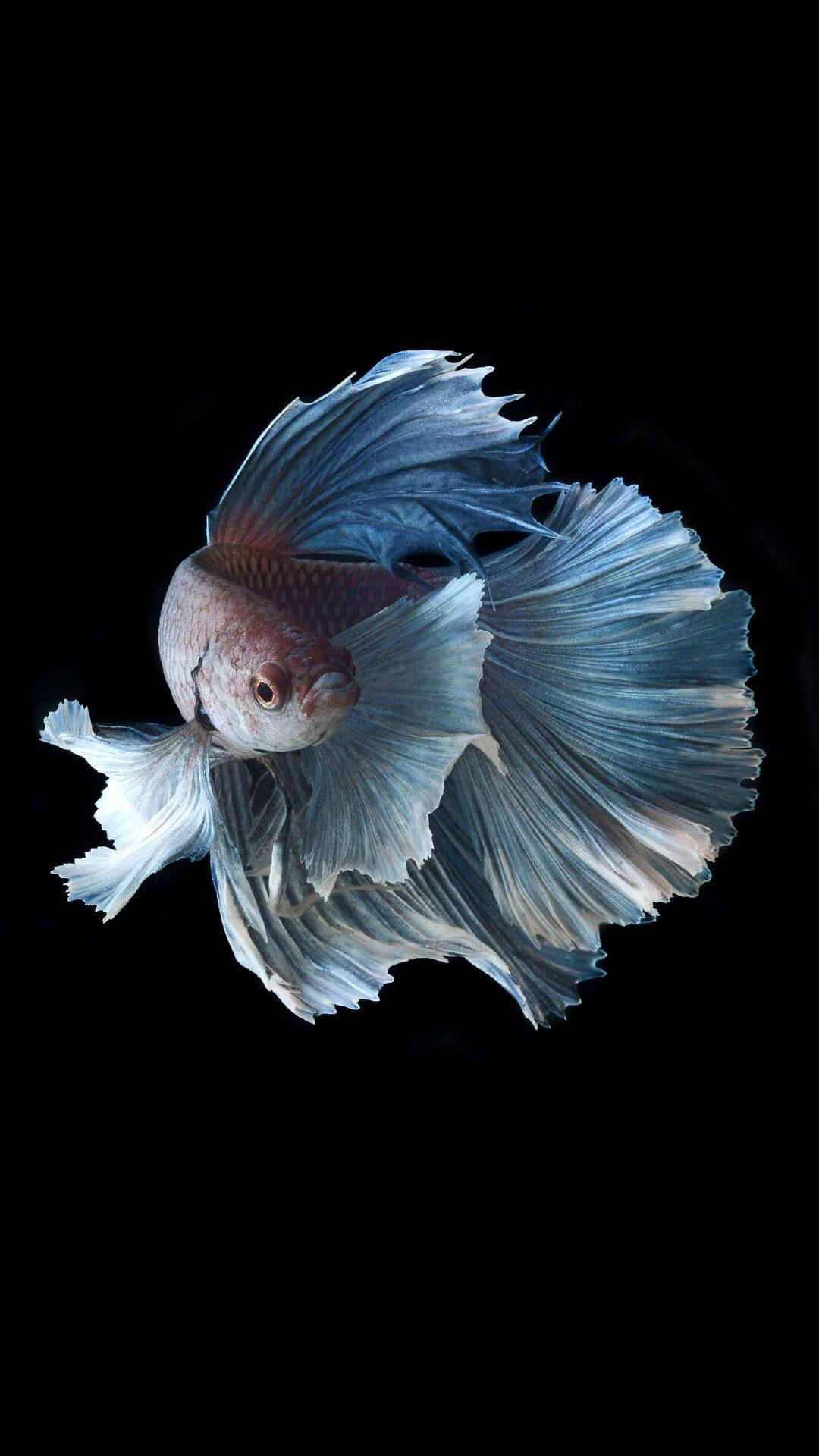 魚 桌布 壁紙 — 一條擁有流動藍白鰭的鬥魚，在純黑背景下優雅滑行。
