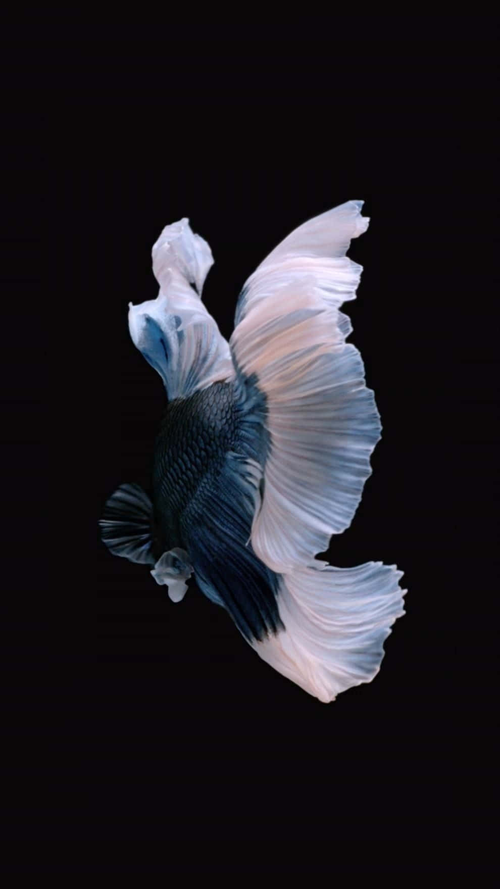 iPhone 桌布 壁紙 — 一條擁有流動藍白鰭的鬥魚，在純黑背景上優雅地滑行。