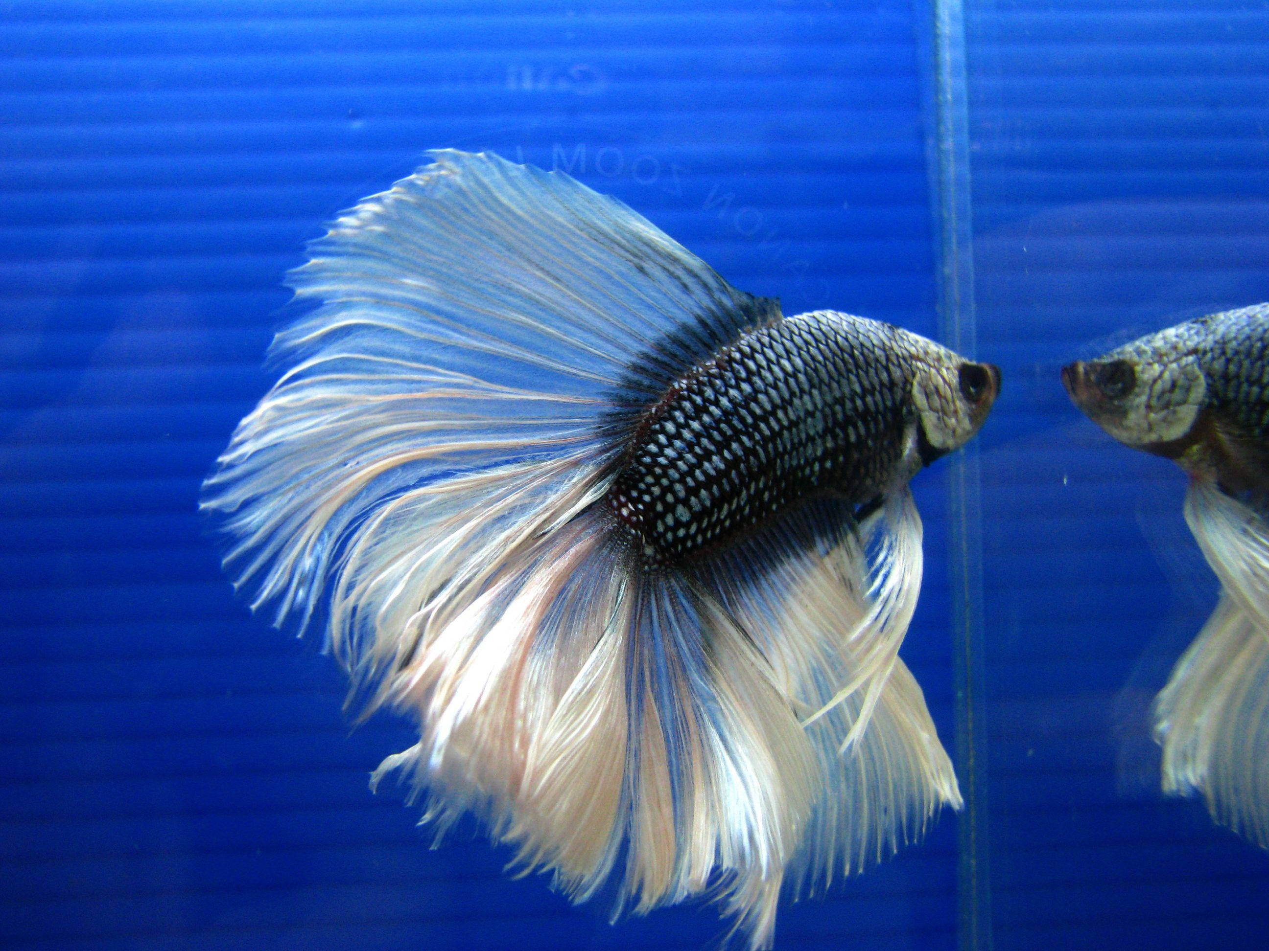 Betta Fish 桌布 壁紙 — 一條擁有流動銀白色魚鰭的鬥魚，在鮮豔的藍色水族箱中優雅地游動。