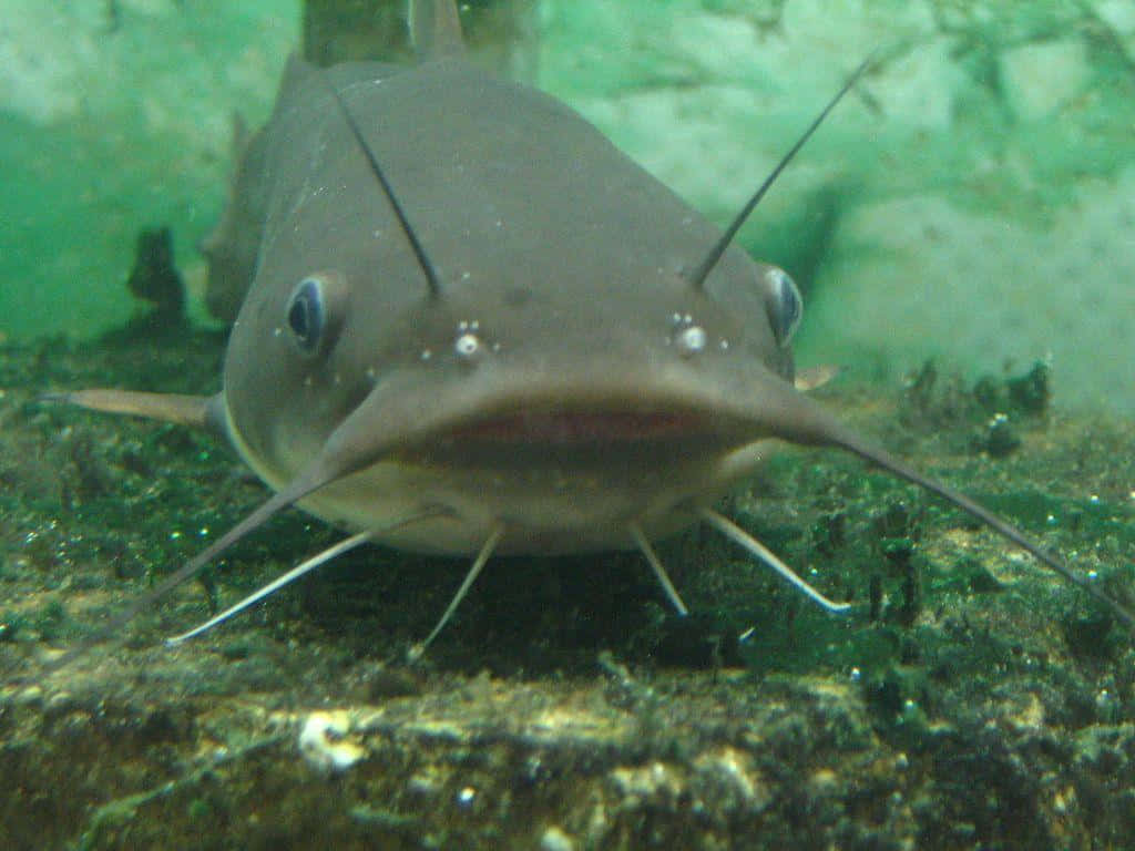 catfish 桌布 壁紙 — 一條擁有突出鬍鬚和大眼睛的鯰魚，在長滿青苔的河床附近游泳的特寫。