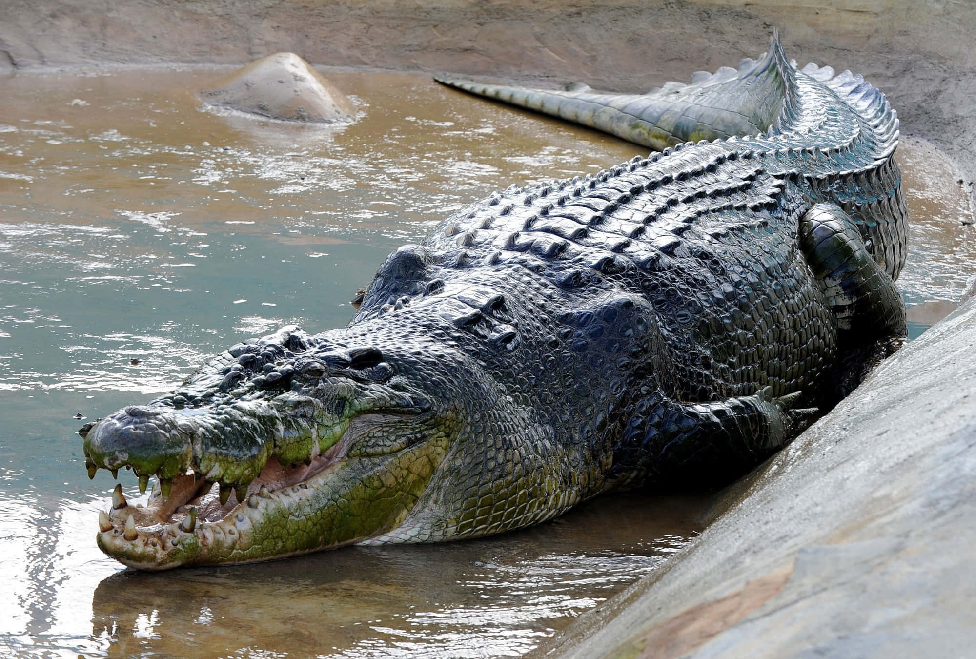 Alligator 桌布 壁紙 — 一條擁有鋒利牙齒的巨大鱷魚，半身浸在渾濁的水中，在岩石圍欄邊緣曬太陽。