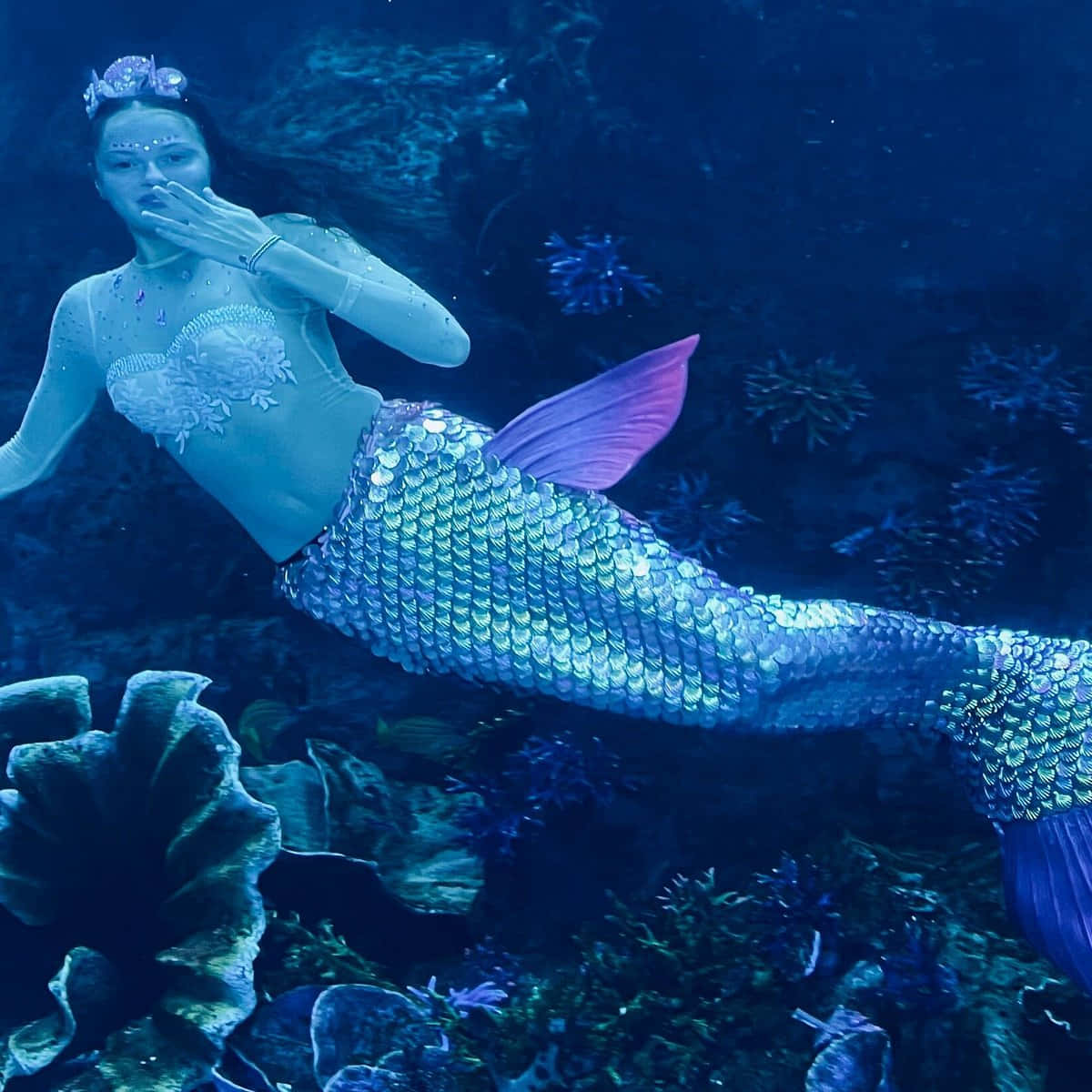 Mermaids 桌布 壁紙 — 一條擁有閃爍藍紫色尾巴的美人魚，在深藍色的水下珊瑚中優雅地滑行。