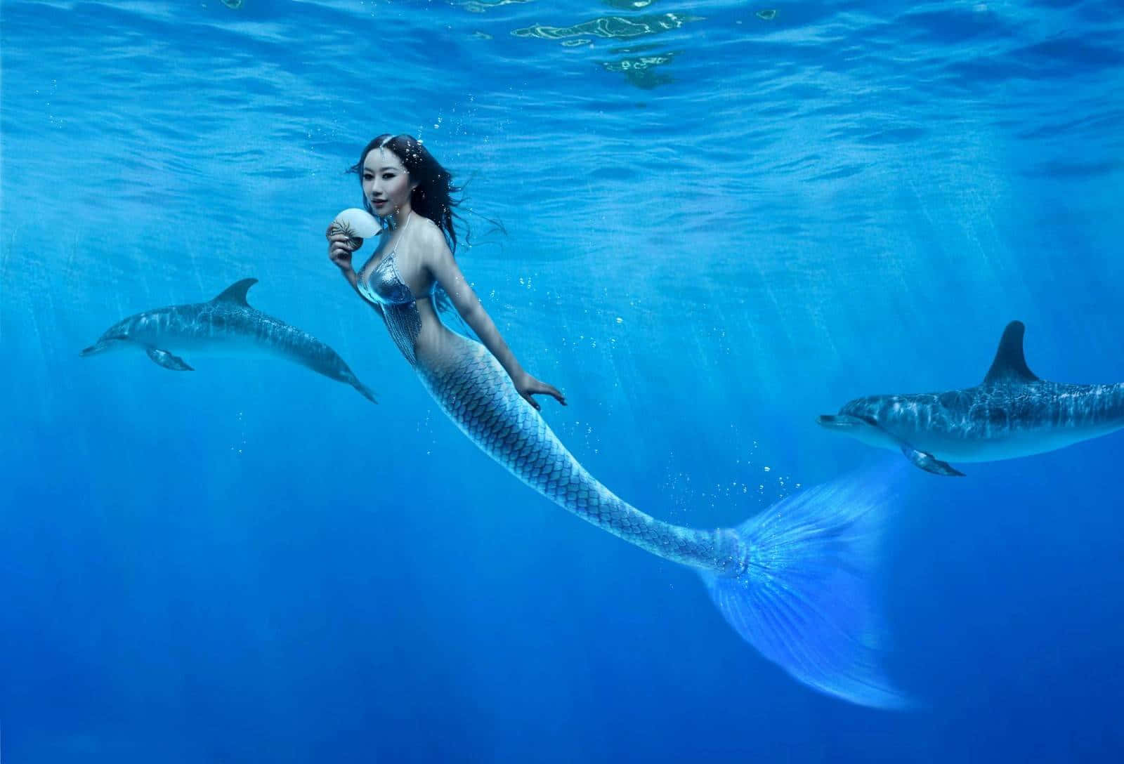 美人魚 桌布 壁紙 — 一條擁有閃爍藍色尾巴的美人魚手持貝殼，兩條海豚在清澈的海水中優雅地在她周圍游動。