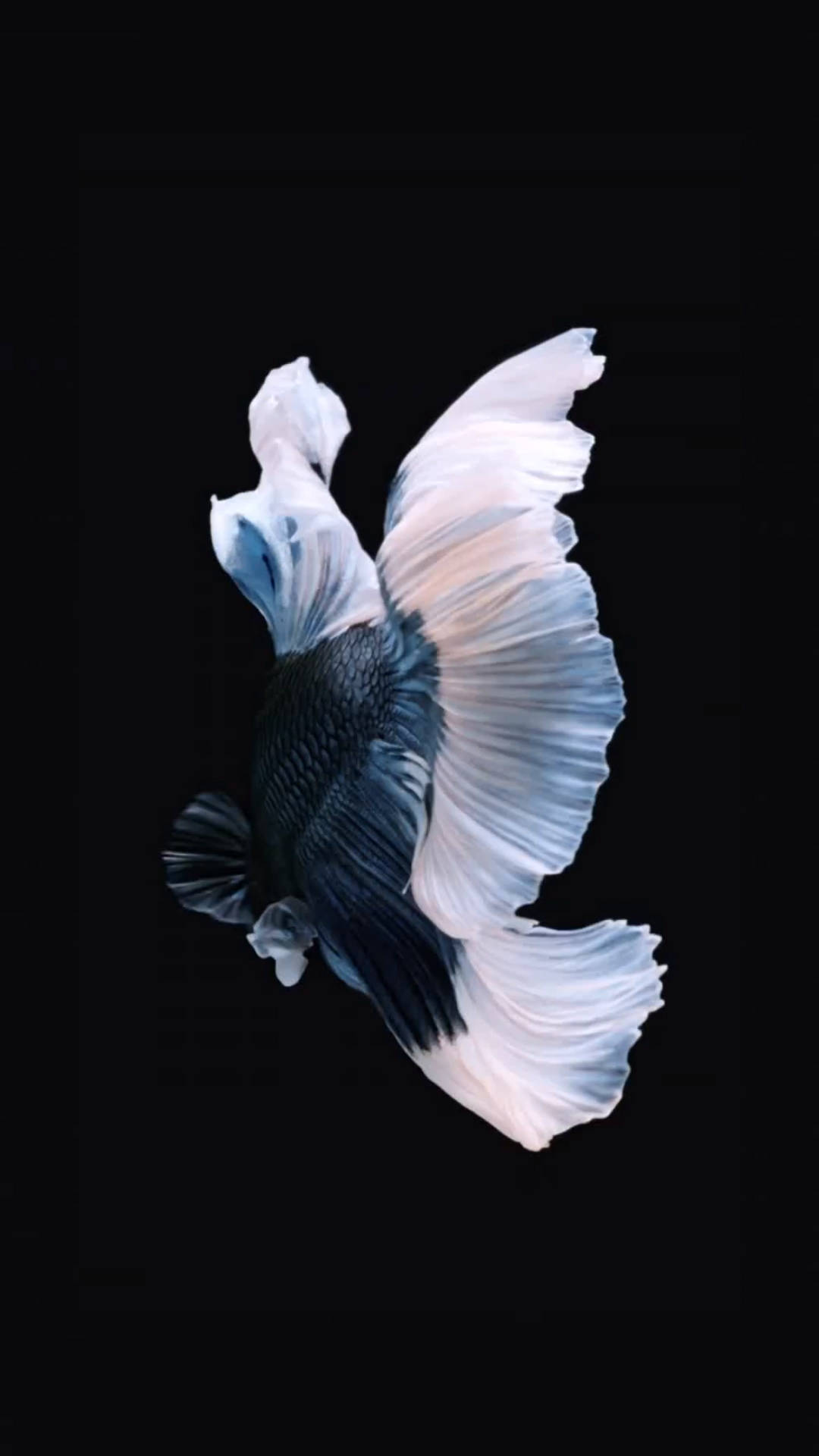 動物 桌布 壁紙 — 一條擁有飄逸白色和藍色魚鰭的鬥魚，在純黑色背景下優雅地滑行。