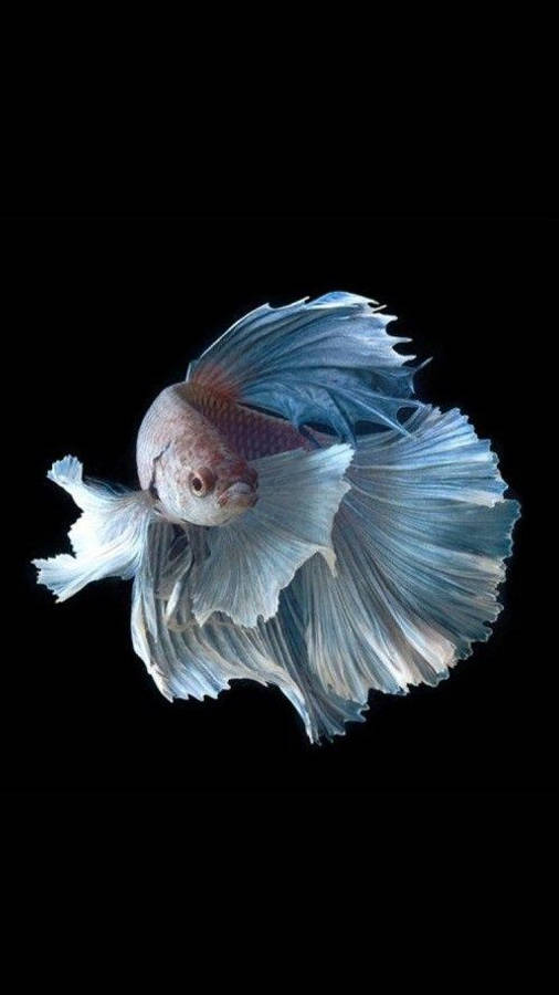 動物 桌布 壁紙 — 一條擁有飄逸藍白鰭的鬥魚，在純黑背景下優雅滑行。