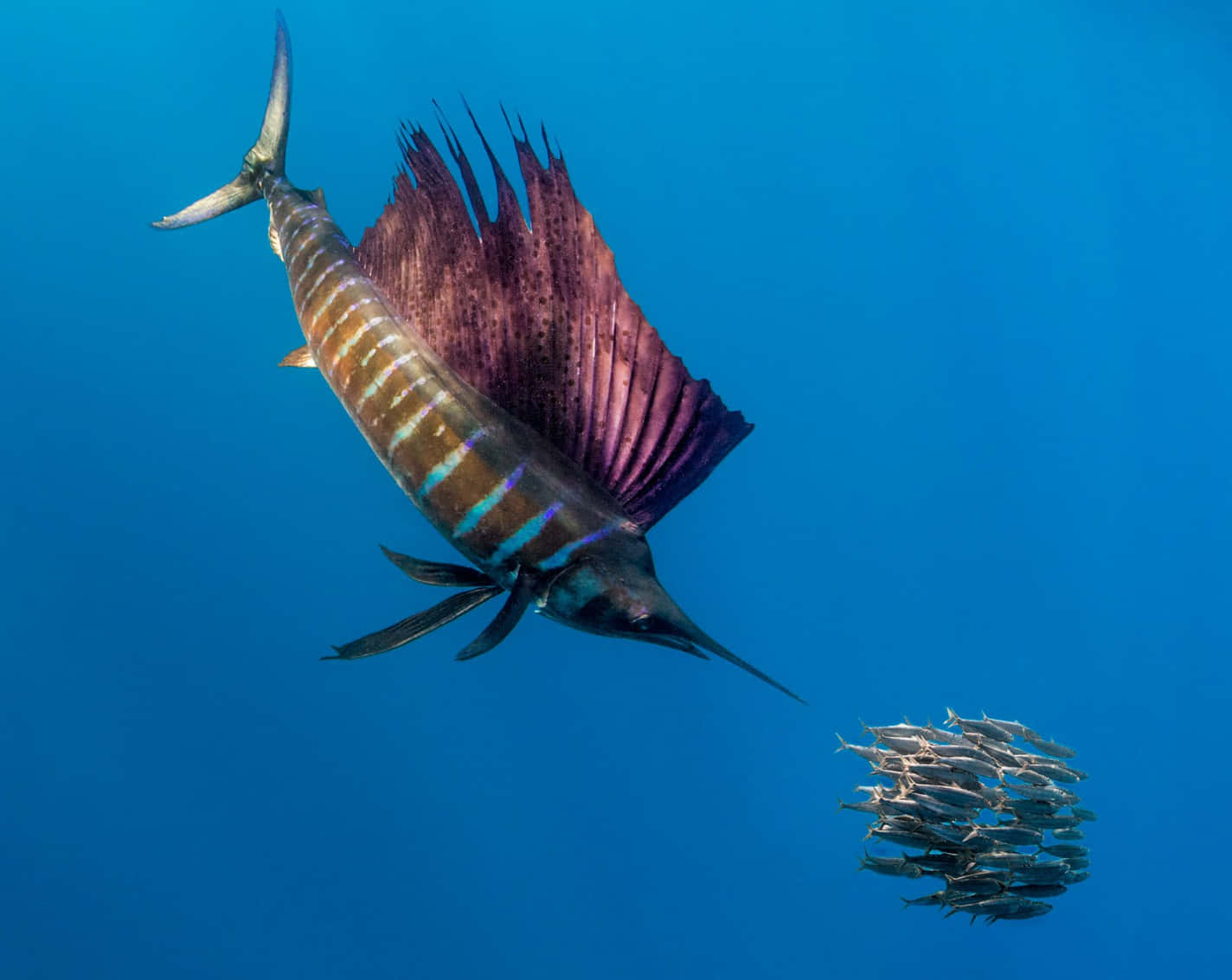 Sailfish 桌布 壁紙 — 一條擁有鮮豔紫色帆的旗魚，在清澈的藍色海水中滑行，靠近一群小銀魚。