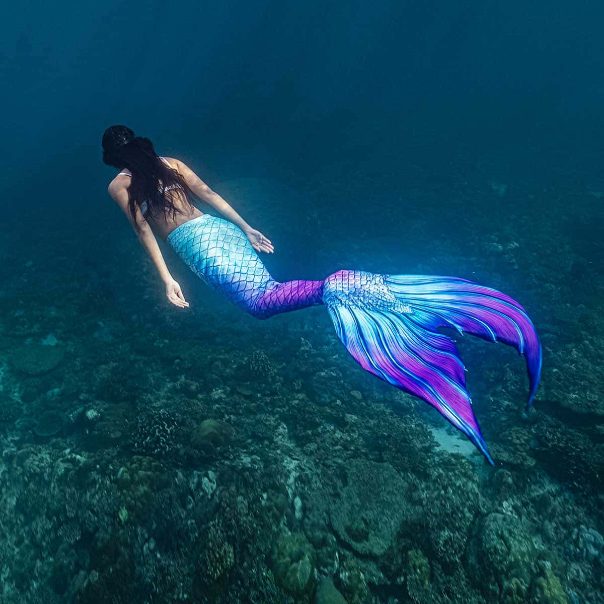 Mermaids 桌布 壁紙 — 一條擁有鮮豔藍紫色鱗片尾巴的美人魚，在陽光普照的珊瑚礁上優雅地滑行。