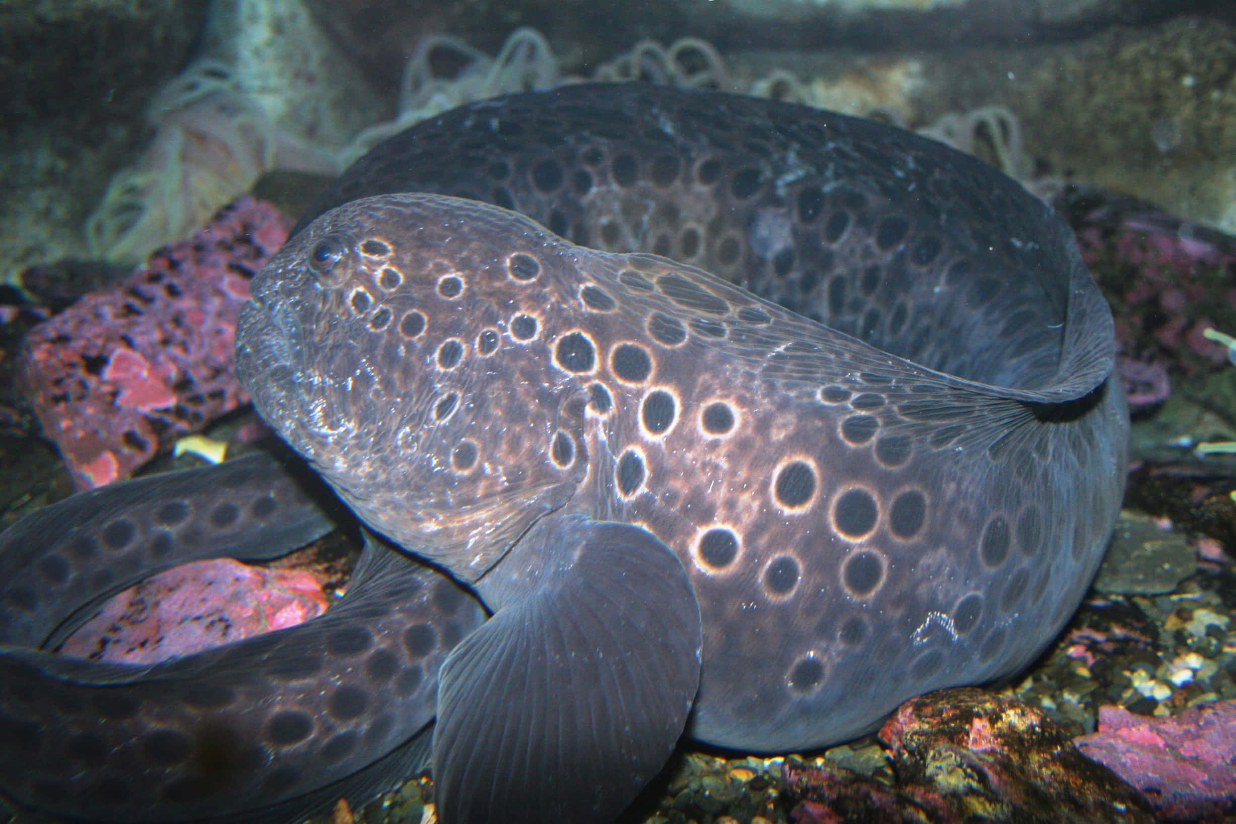 Eel 桌布 壁紙 — 一條斑點斑點的海鰻在昏暗的水下燈光中棲息在色彩繽紛的珊瑚和岩石上。