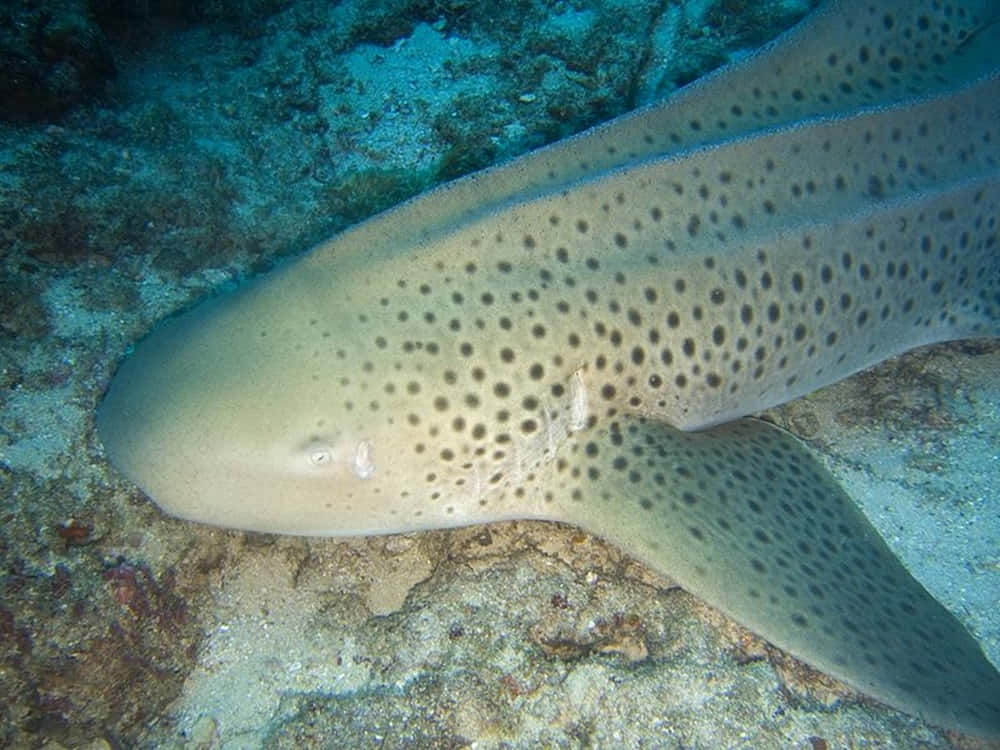 Zebra Shark 桌布 壁紙 — 一條斑點礁鯊在清澈藍色海水下的紋理珊瑚海床上平靜地休息。