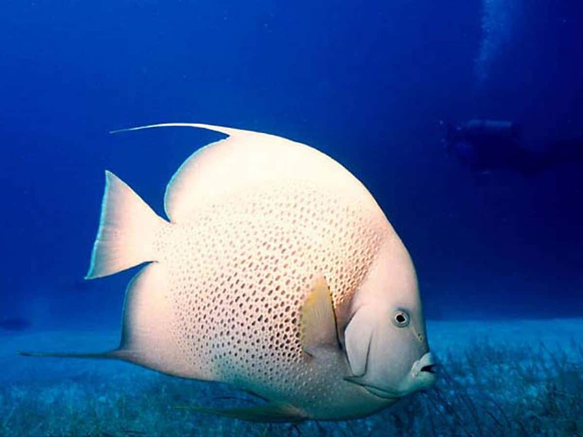 動物 桌布 壁紙 — 一條斑點神仙魚在深藍色海洋中優雅地滑翔，靠近海床，海床上有稀疏的草叢和遠處的潛水員。