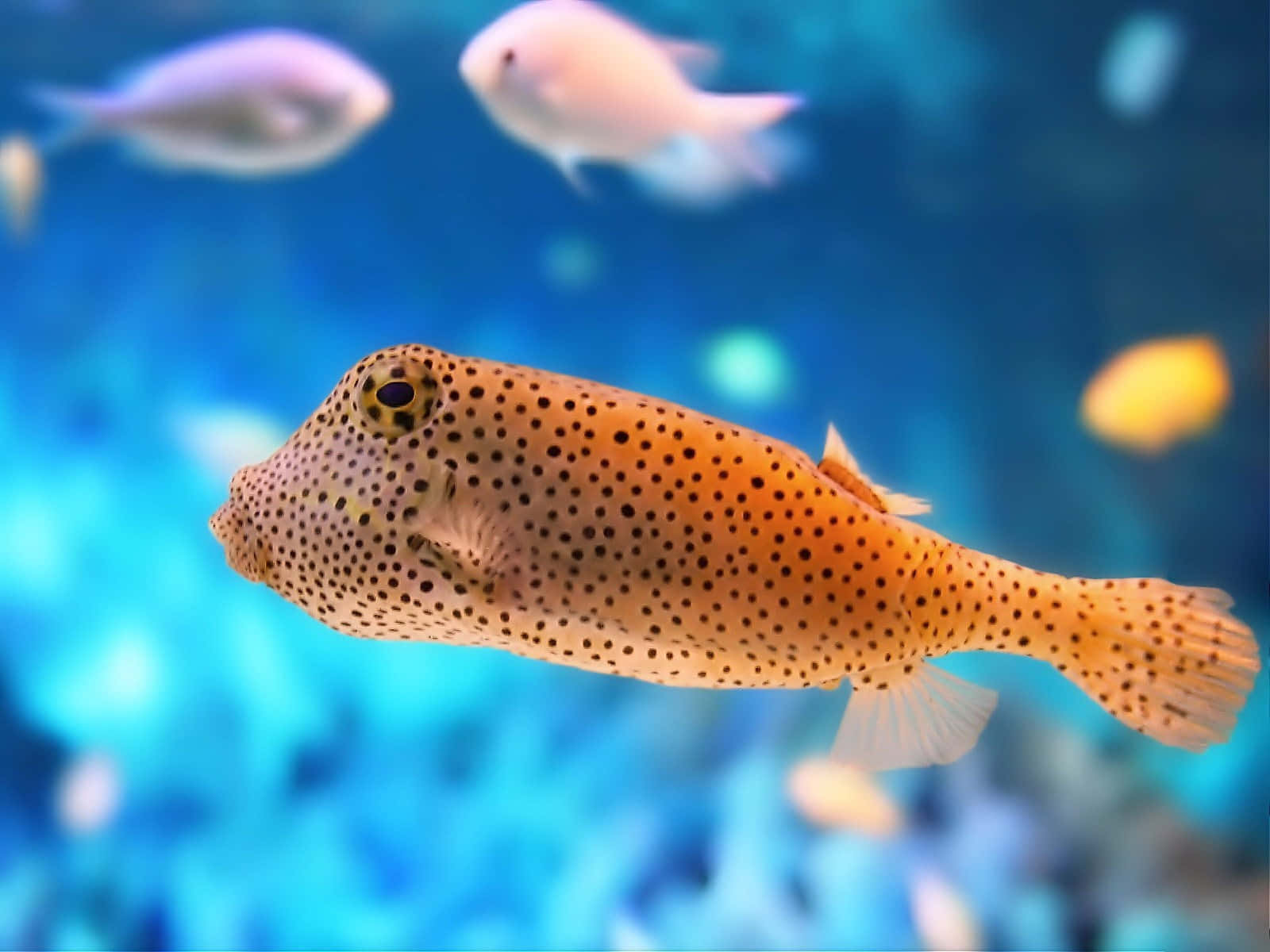 Sea Animal 桌布 壁紙 — 一條斑點箱魨在鮮豔的藍色水中優雅地游動，背景有模糊的熱帶魚。