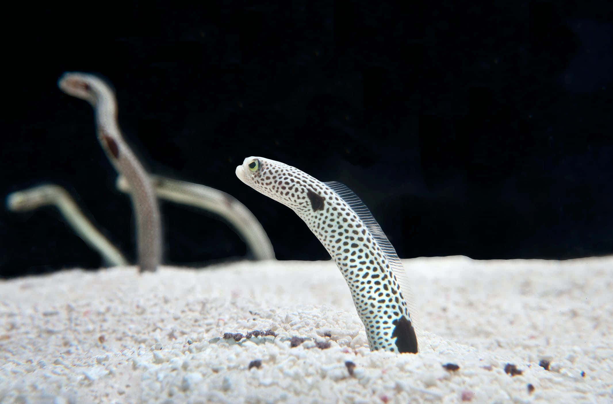 Eel 桌布 壁紙 — 一條斑點花園鰻從沙質海床中冒出，背景是深色海水，另一條鰻魚模糊可見。