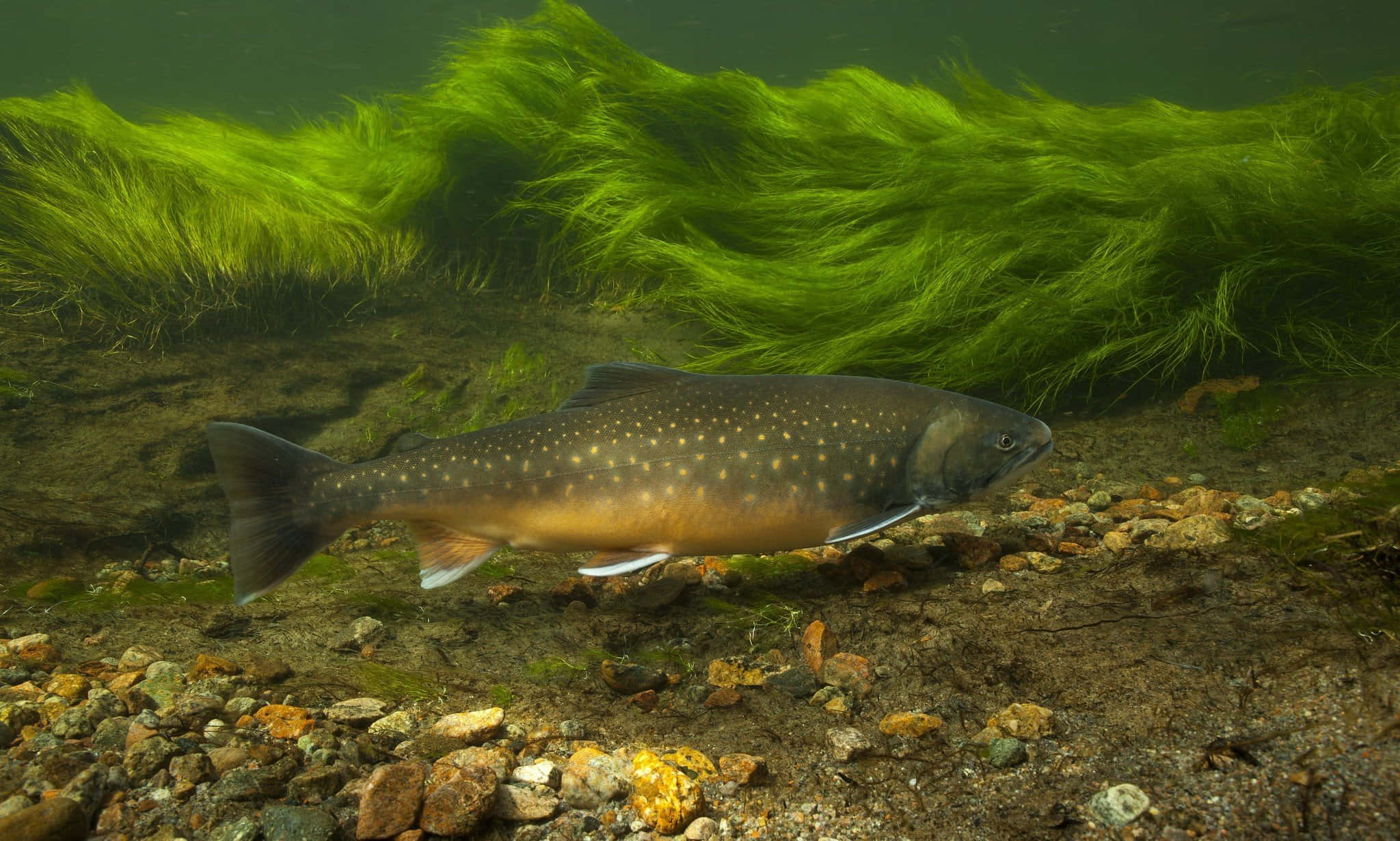 Brown Trout 桌布 壁紙 — 一條斑點鱒魚在搖曳的綠色水草下的岩石河床上優雅地滑行。