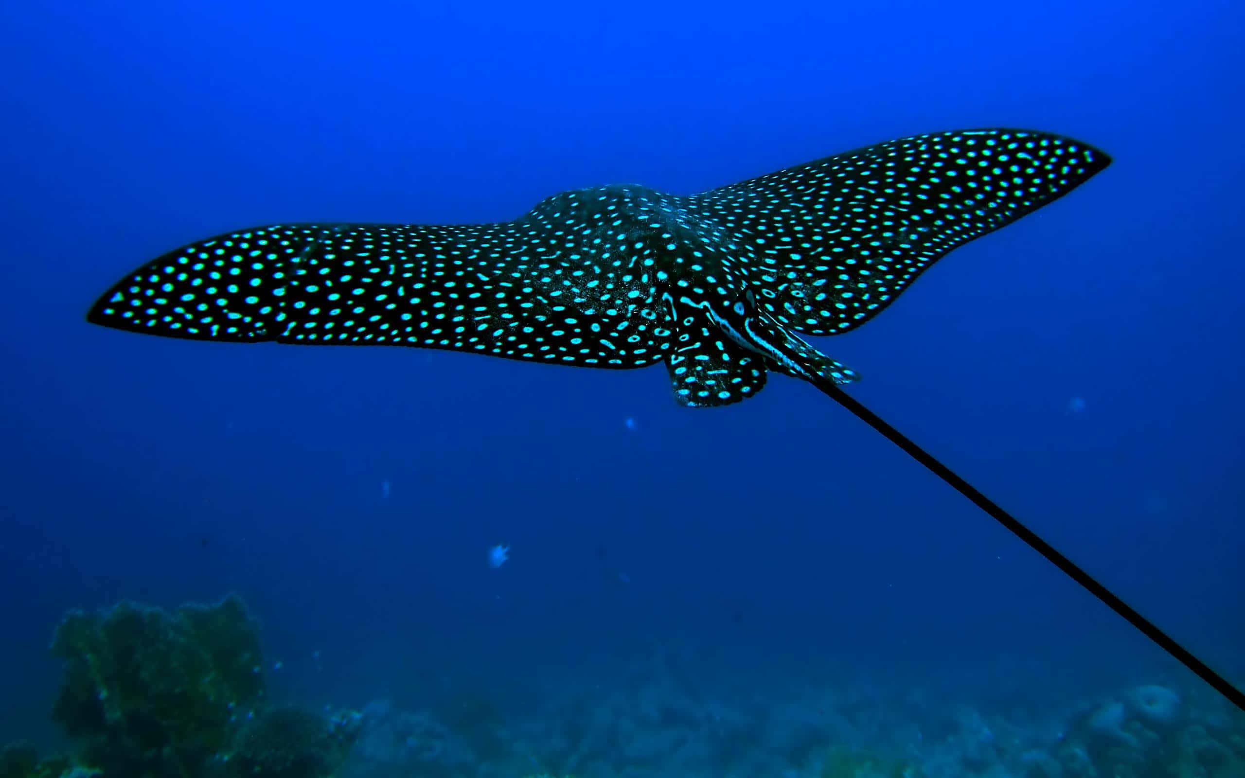 Sea Creature 桌布 壁紙 — 一條斑點鷹魟在珊瑚礁上方的深藍色海洋中優雅地滑行。