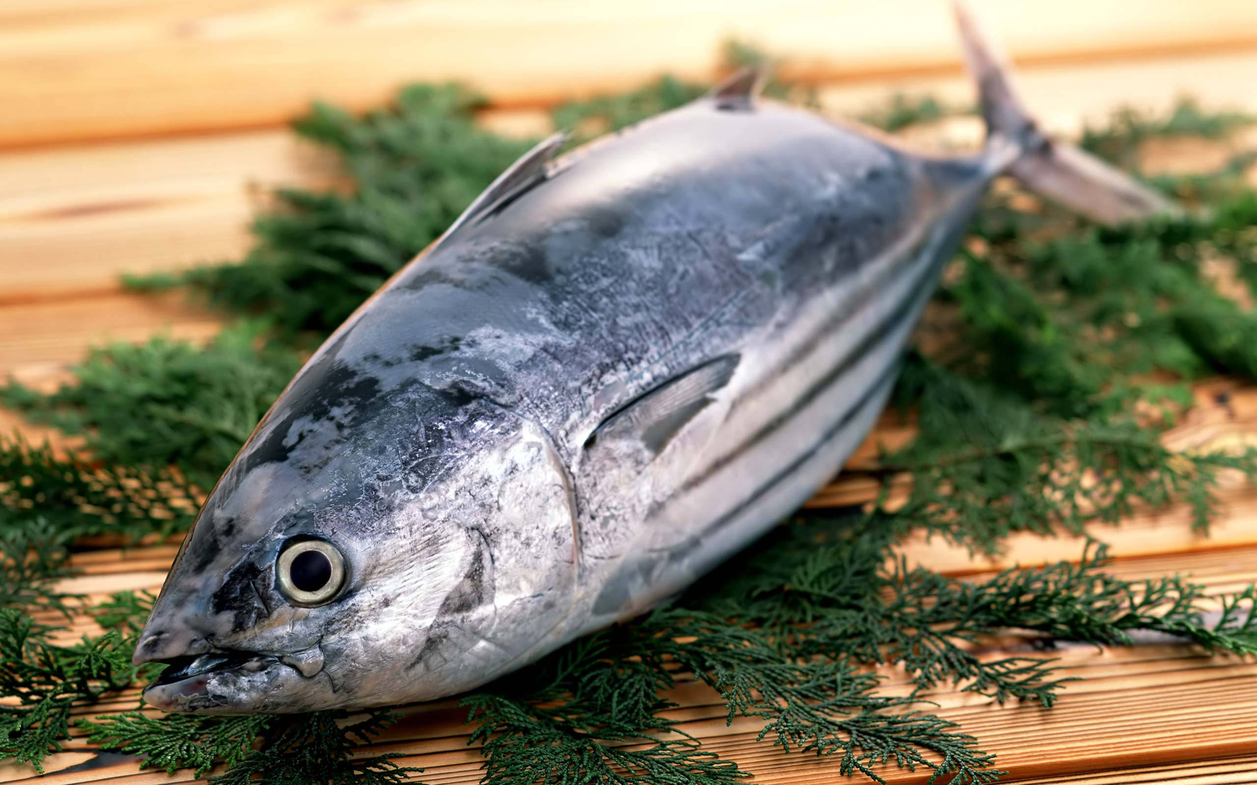 魚 桌布 壁紙 — 一條新鮮完整的鮪魚帶有銀色鱗片，放在竹蓆上的綠色松針上。
