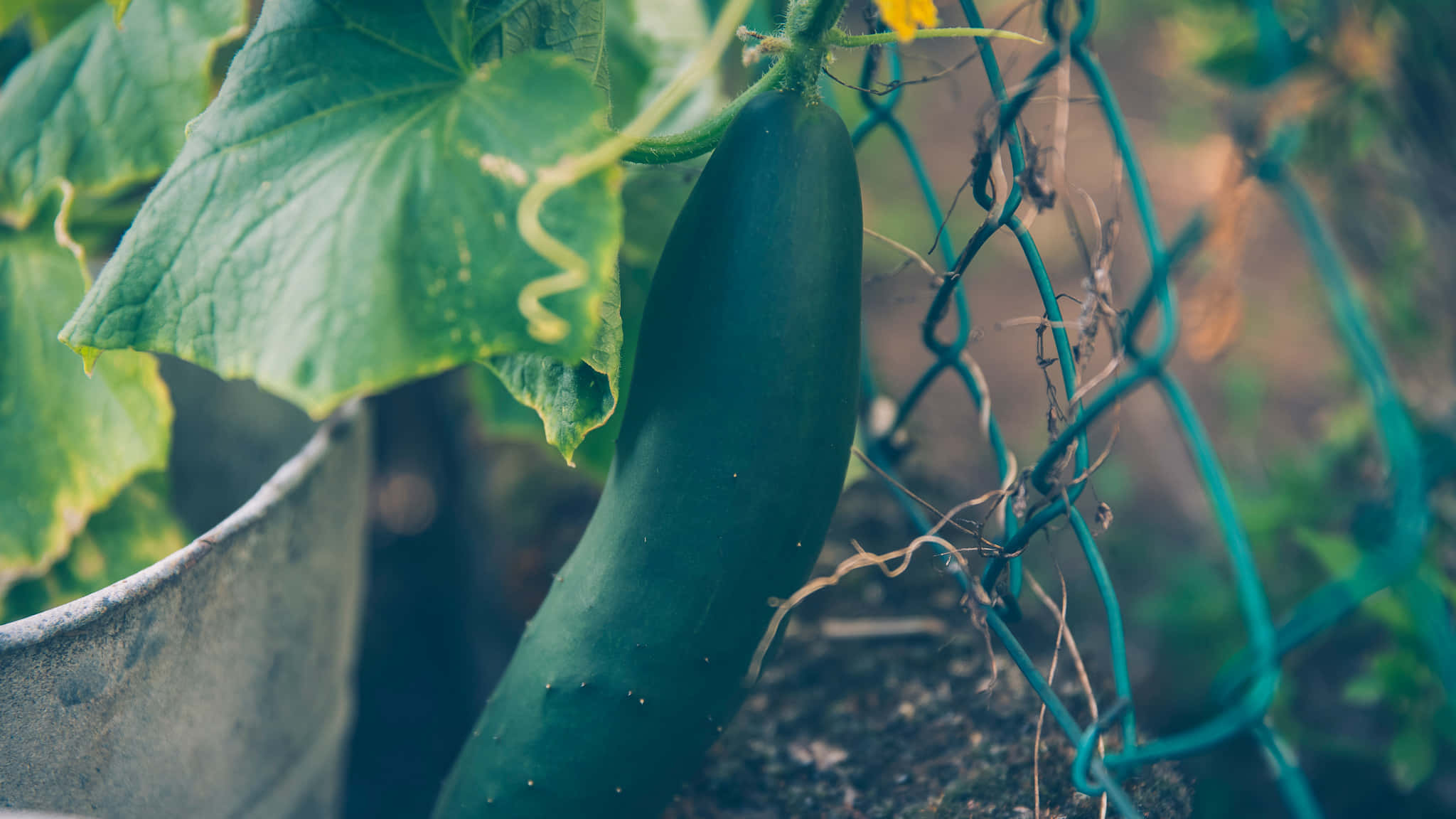 cucumber 桌布 壁紙 — 一條新鮮的綠色小黃瓜掛在藤蔓上，帶有大葉子，背景是模糊的花園籬笆。