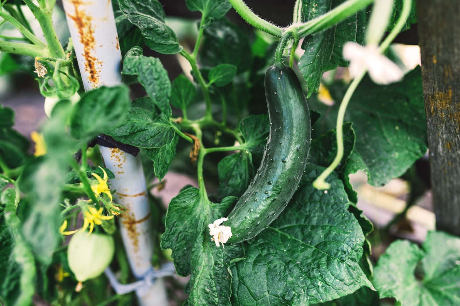 cucumber 桌布 壁紙 — 一條新鮮的青瓜掛在藤蔓上，周圍是茂密的葉子和精緻的黃色花朵，在花園中。