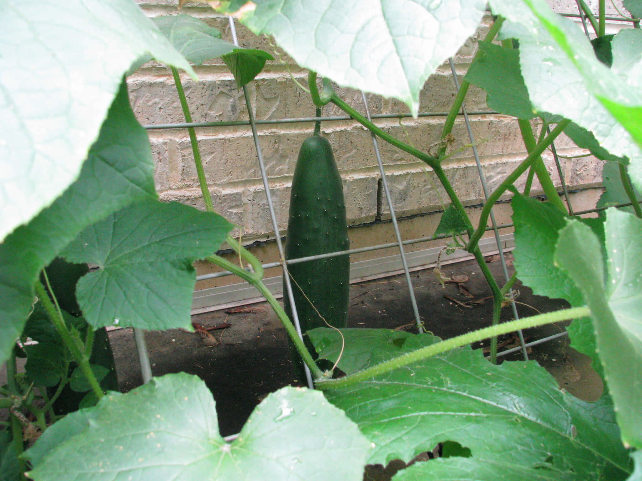 Garden 桌布 壁紙 — 一條新鮮的青瓜掛在藤蔓上，在大葉子之間，背景是磚牆和鐵絲網架。