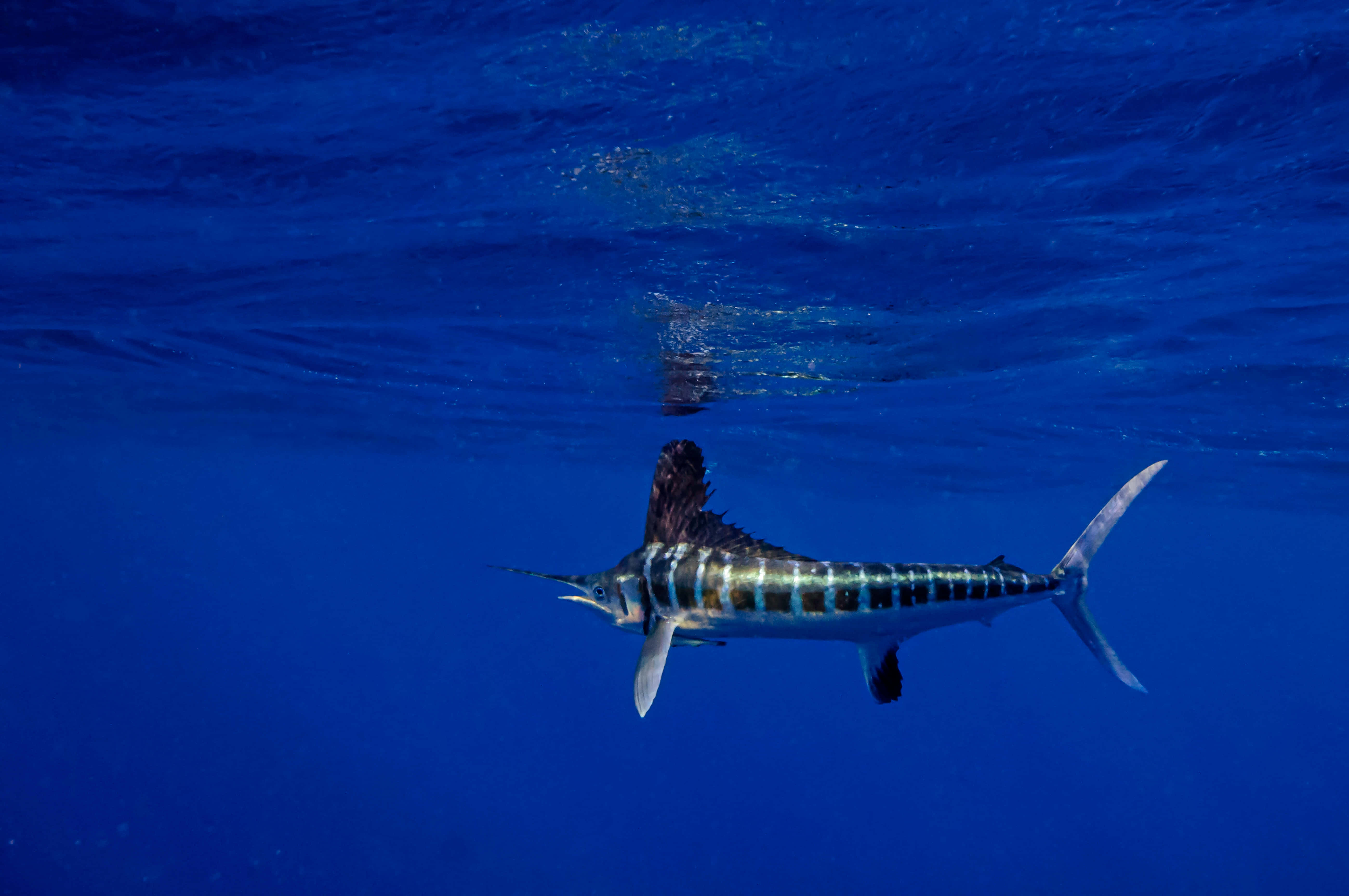Sailfish 桌布 壁紙 — 一條旗魚優雅地滑過深藍色的海水，陽光從上方過濾而下。