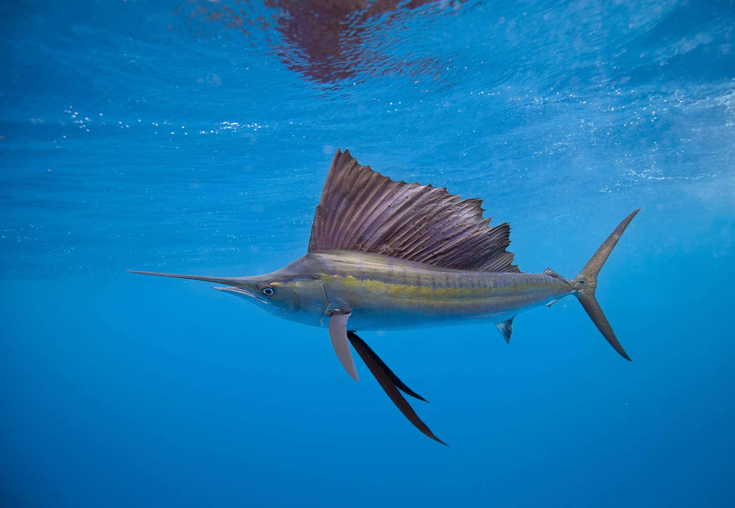 Sea Animal 桌布 壁紙 — 一條旗魚優雅地滑過清澈的藍色海水，其巨大的背鰭完全展開。