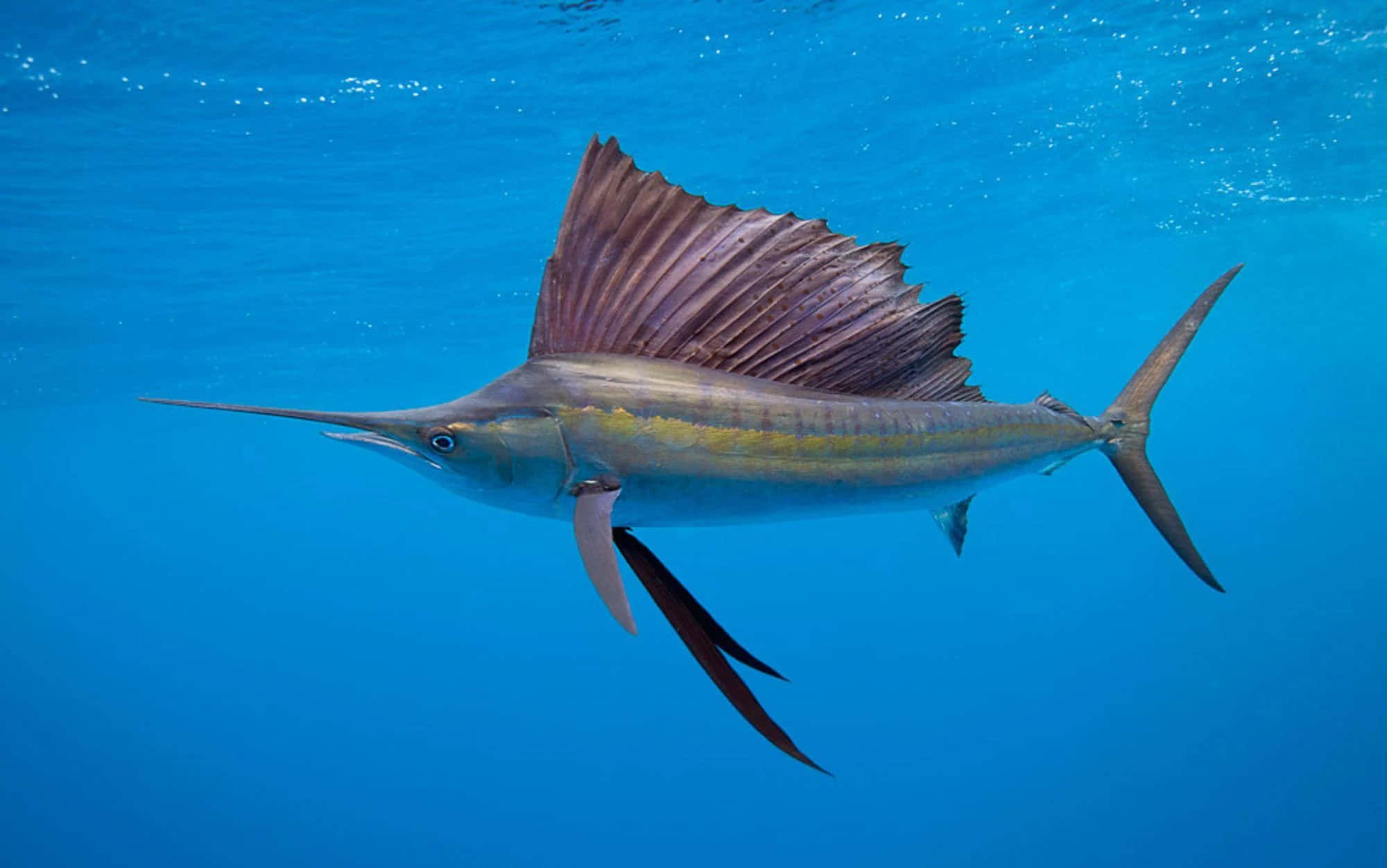 Sailfish 桌布 壁紙 — 一條旗魚在清澈的藍色海水中優雅地滑行，其巨大的帆狀背鰭完全展開。