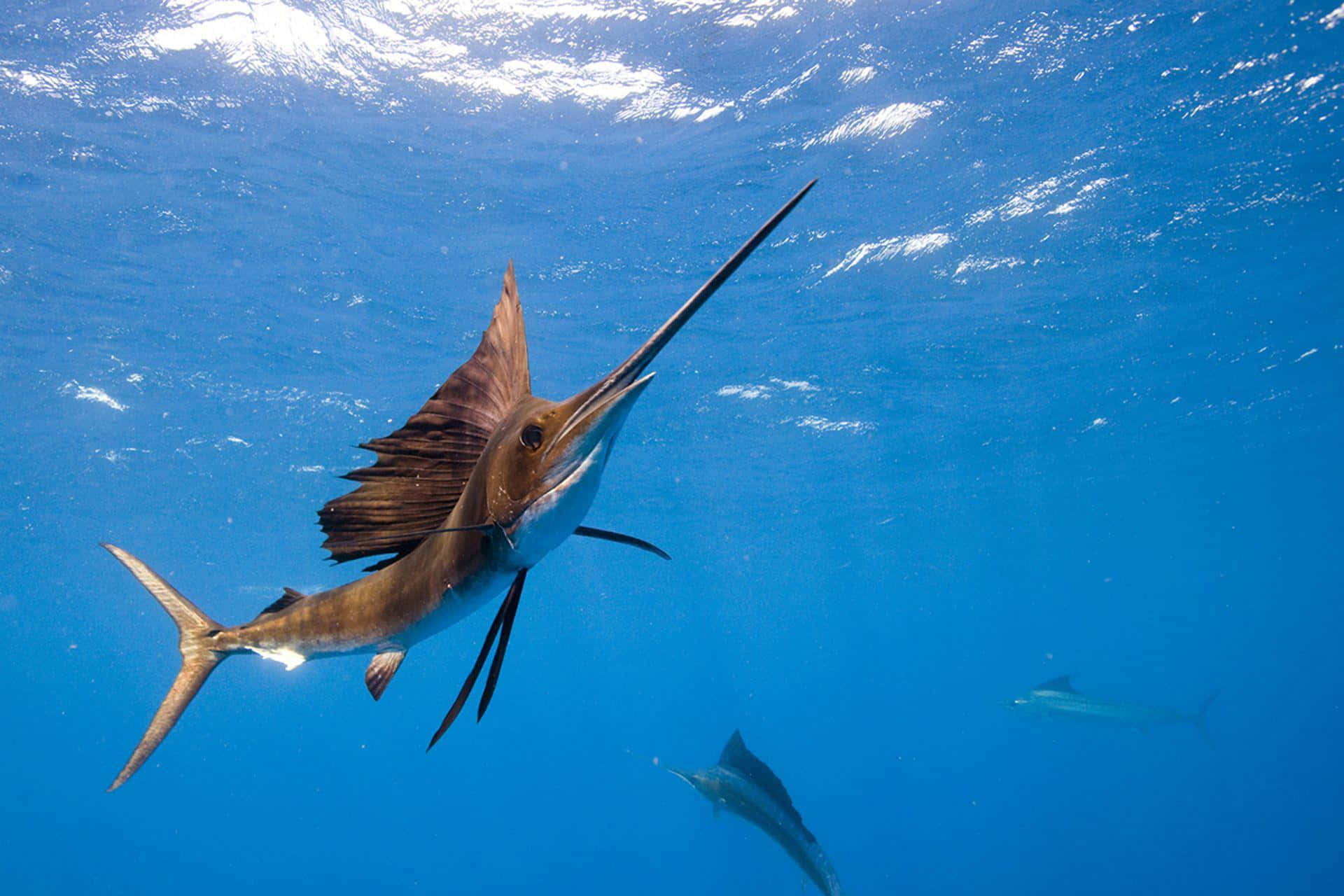Sailfish 桌布 壁紙 — 一條旗魚在清澈的藍色海水中滑行，帆完全展開，長長的嘴指向前方。