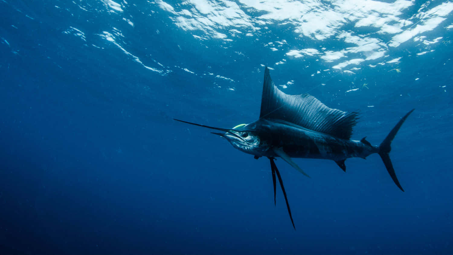 Sailfish 桌布 壁紙 — 一條旗魚在陽光照耀的深藍色海洋中優雅地滑行。