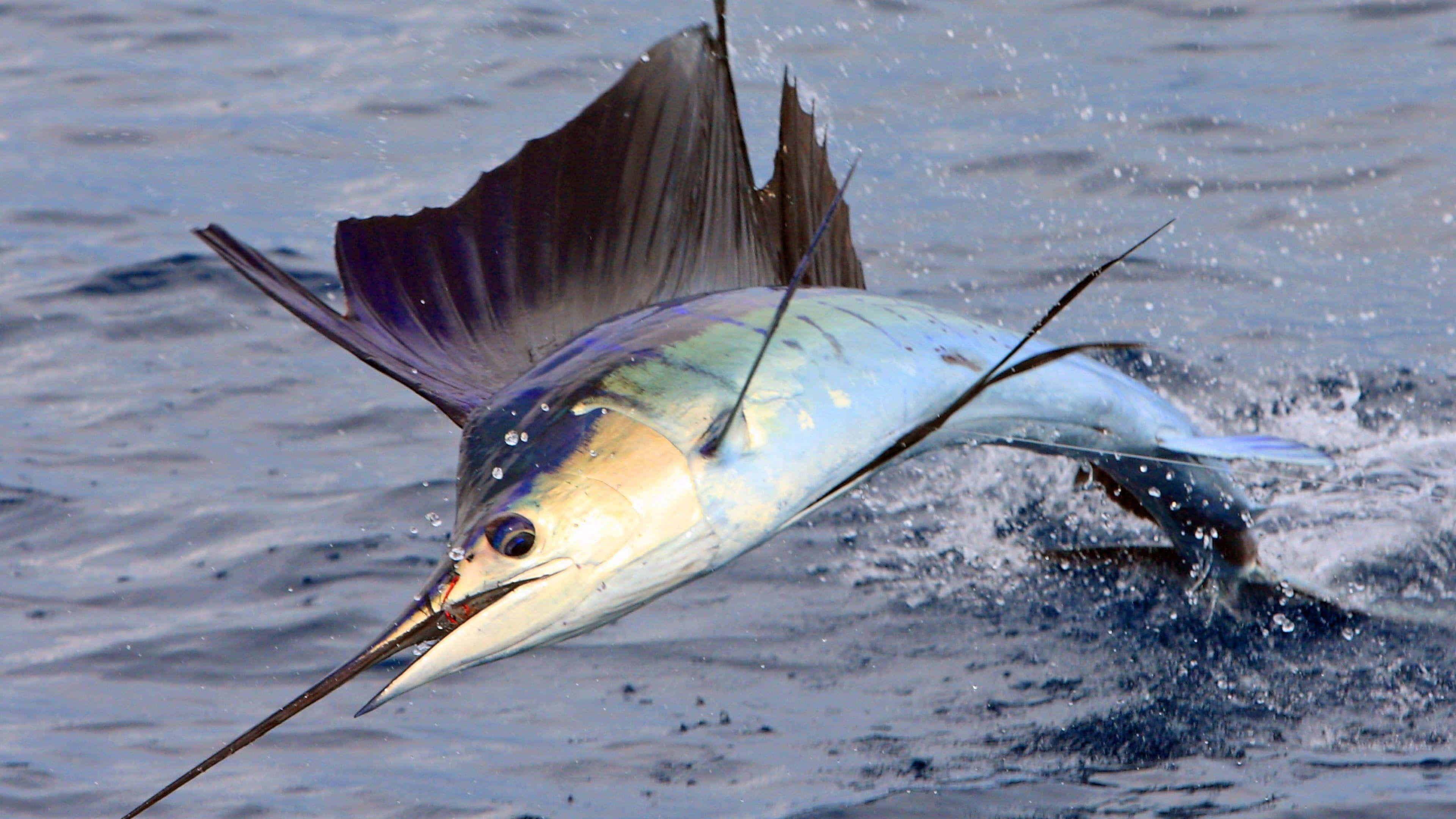 Sailfish 桌布 壁紙 — 一條旗魚從波濤洶湧的藍色海水中戲劇性地躍起，帆完全展開，長喙指向前方。