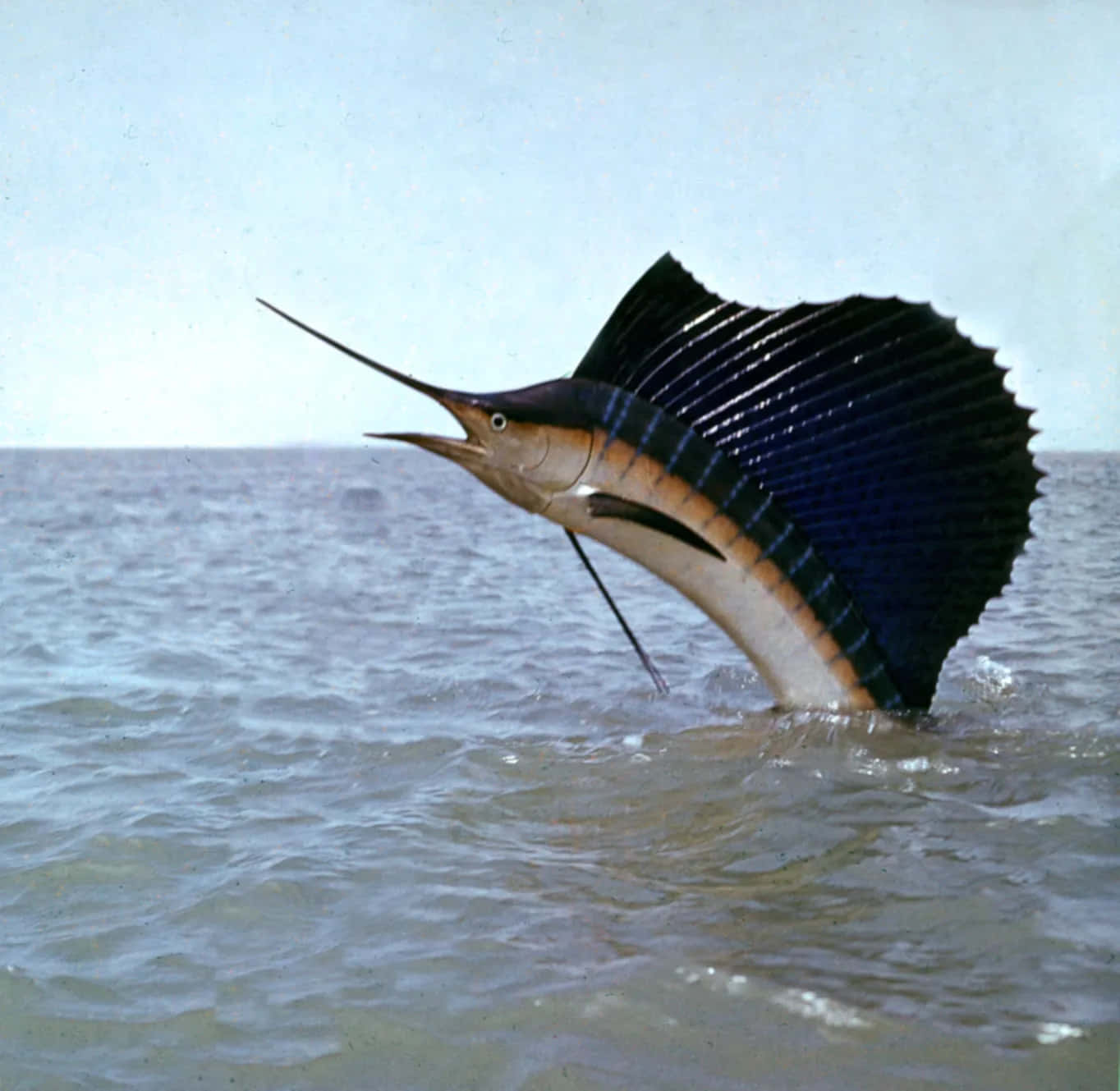 Sailfish 桌布 壁紙 — 一條旗魚從海面戲劇性地躍起，魚鰭完全展開，映襯著蒼白的天空。