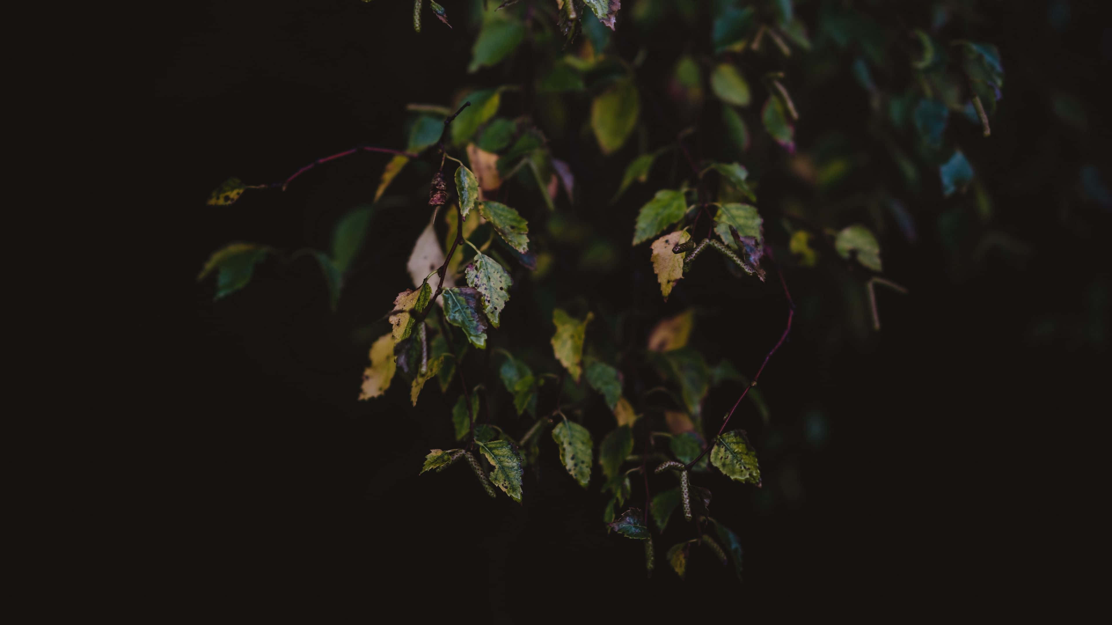 Dark Autumn 桌布 壁紙 — 一條昏暗照亮的樹枝，帶有綠色和變黃的葉子，懸掛在黑色背景上，喚起寧靜的秋天凋零。
