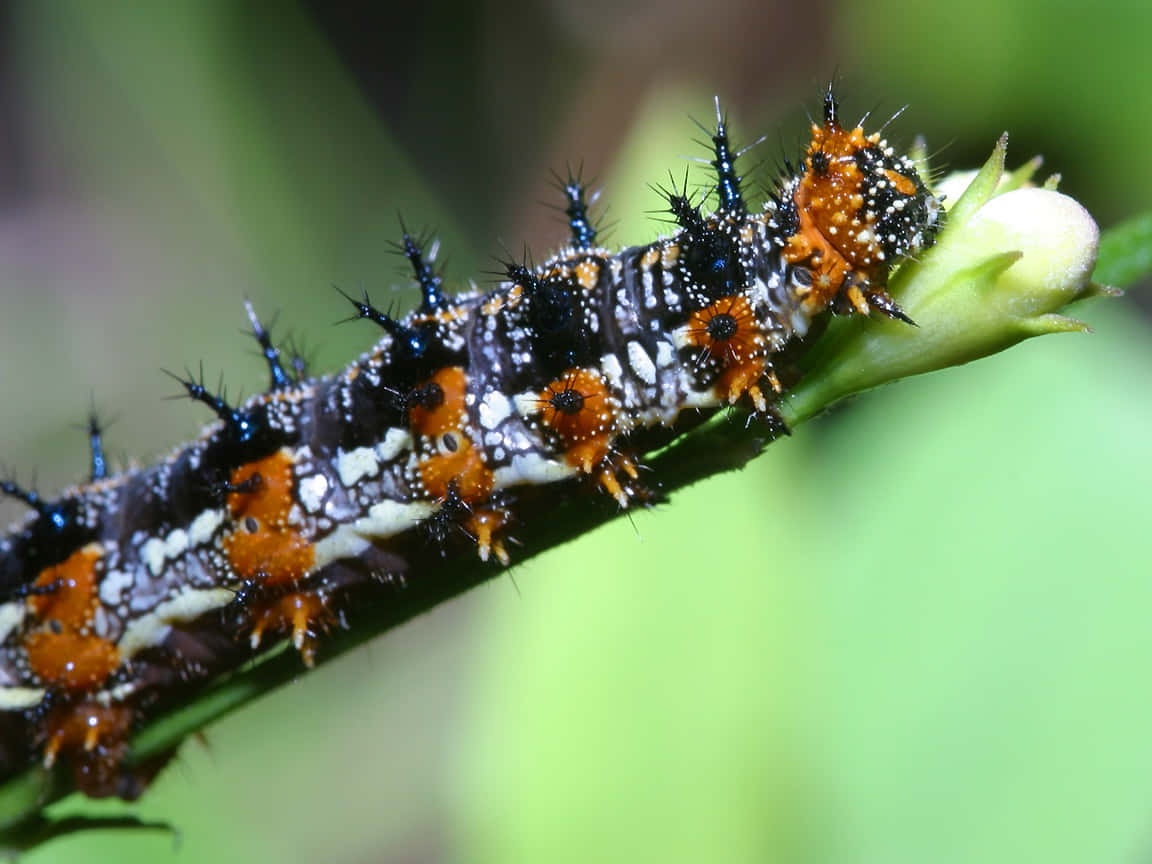 Caterpillar Transformation 桌布 壁紙 — 一條有刺的黑色、橙色和白色毛毛蟲，帶有藍色尖端的毛，緊貼在嫩芽花朵附近的綠色莖上。