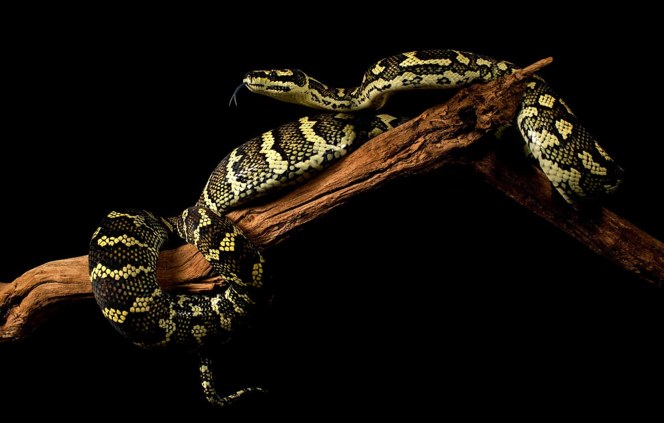 reptile 桌布 壁紙 — 一條有圖案的蛇優雅地纏繞在風化的樹枝上，襯托著純黑色的背景。