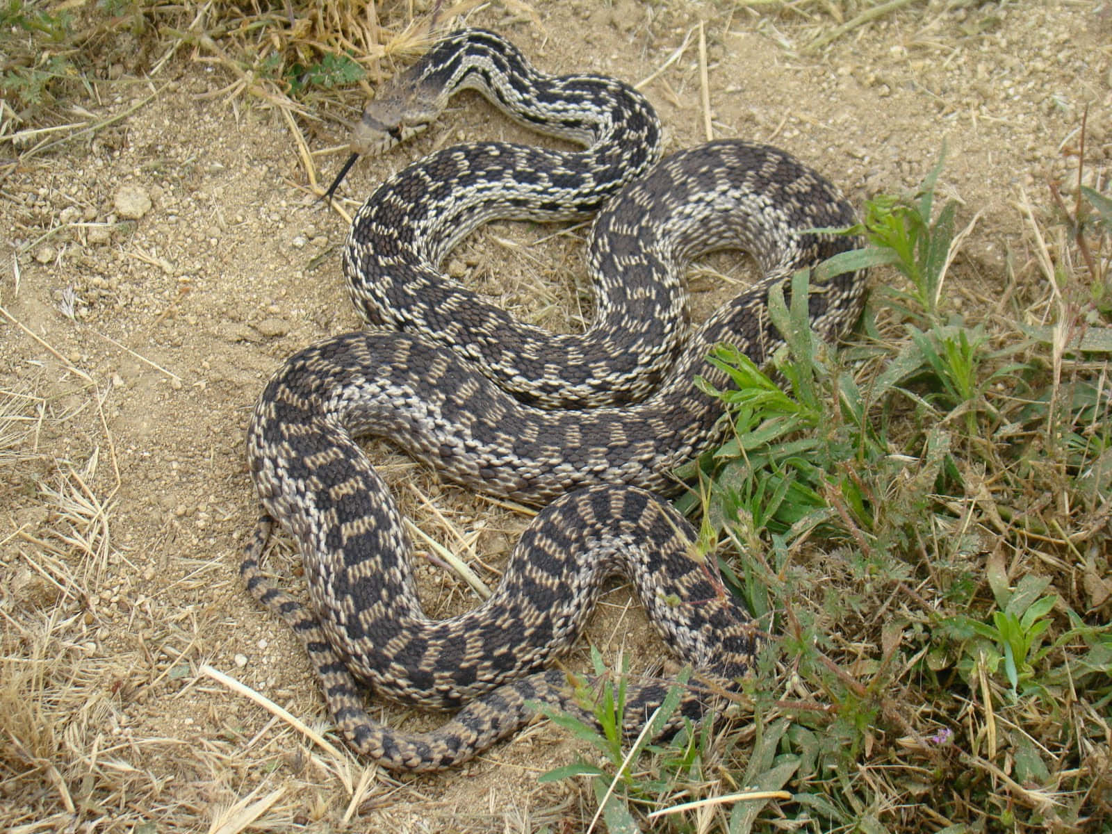 Scary Snake 桌布 壁紙 — 一條有圖案的蛇在自然日光下，優雅地盤旋在乾燥的泥土和稀疏的綠草上。