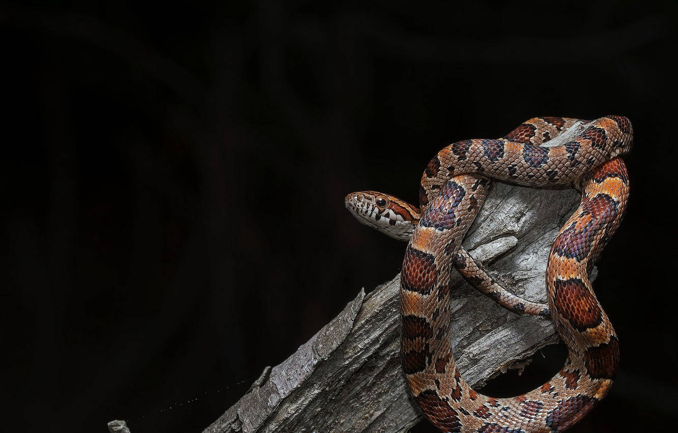reptile 桌布 壁紙 — 一條有圖案的蛇在風化的木頭上優雅地盤繞，背景是純黑色。