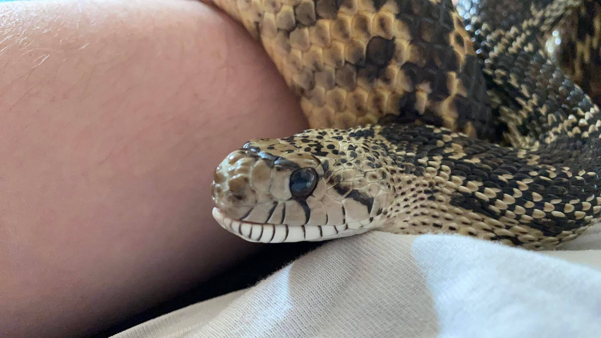 動物 桌布 壁紙 — 一條有圖案的蛇平靜地躺在一個人的腿上，附近有柔軟的布料。