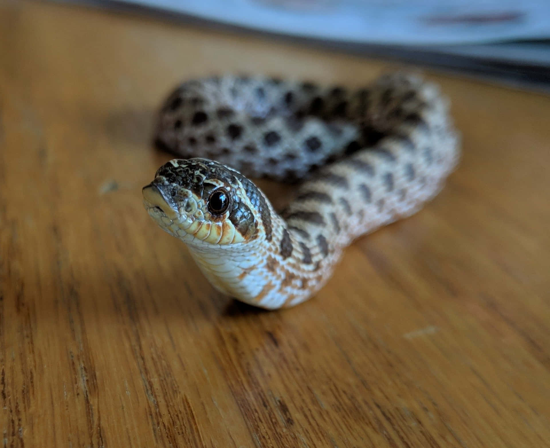 snakes 桌布 壁紙 — 一條有圖案的蛇盤繞在溫暖的木質表面上，背景柔和模糊的特寫。
