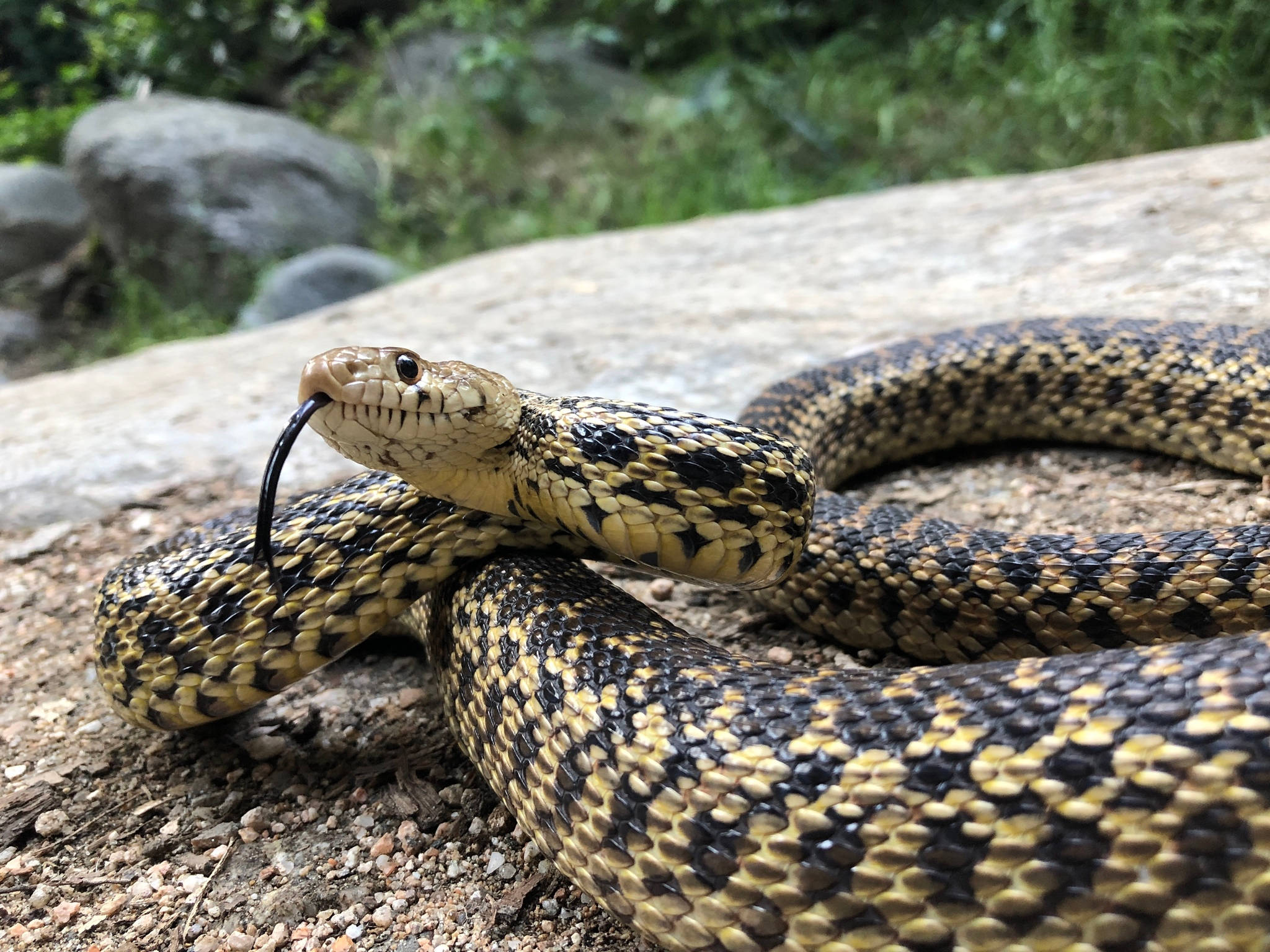 wildlife 桌布 壁紙 — 一條有圖案的蛇盤繞在陽光照耀的岩石上，舌頭在茂密的綠色森林背景中閃動的特寫。
