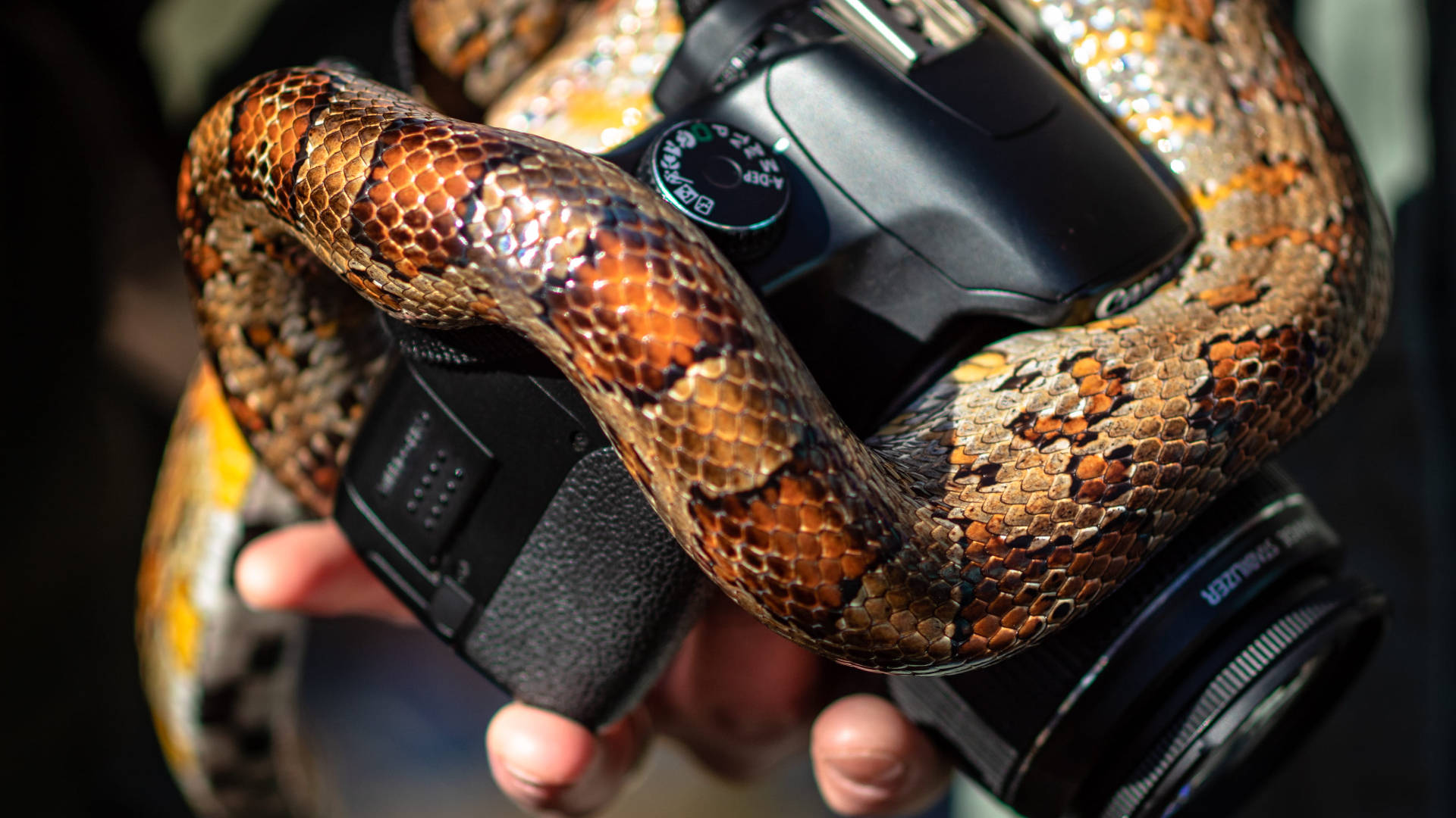 reptile 桌布 壁紙 — 一條有圖案的蛇纏繞著一隻手裡握著的黑色單反相機的特寫。