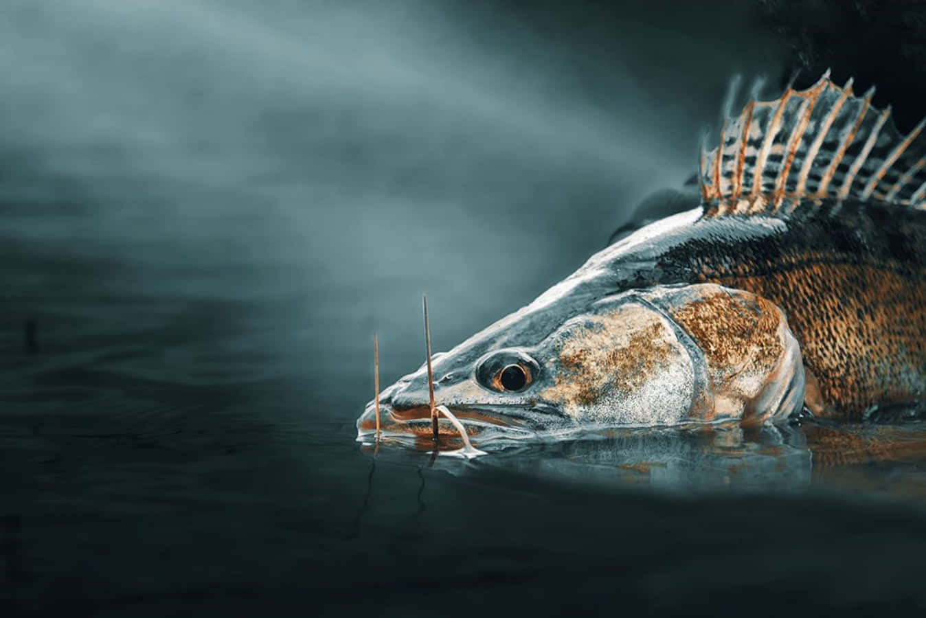Walleye 桌布 壁紙 — 一條有尖刺背鰭的大魚在陰暗的燈光下衝破黑暗的水面。