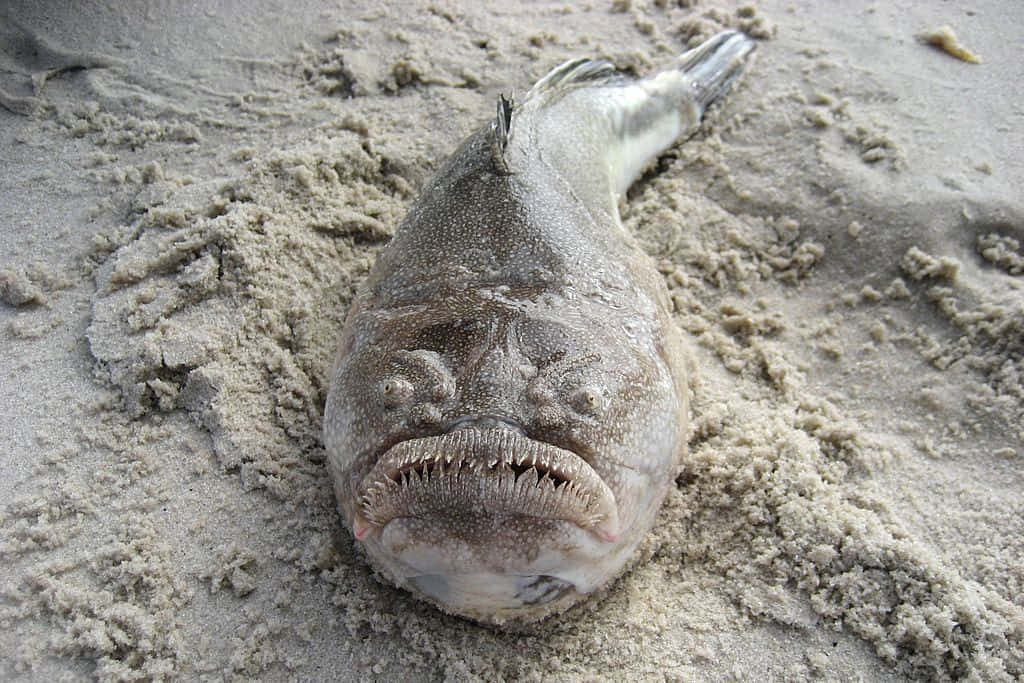 Creepy Ocean 桌布 壁紙 — 一條有尖牙的死魚半埋在沙灘的濕沙中。