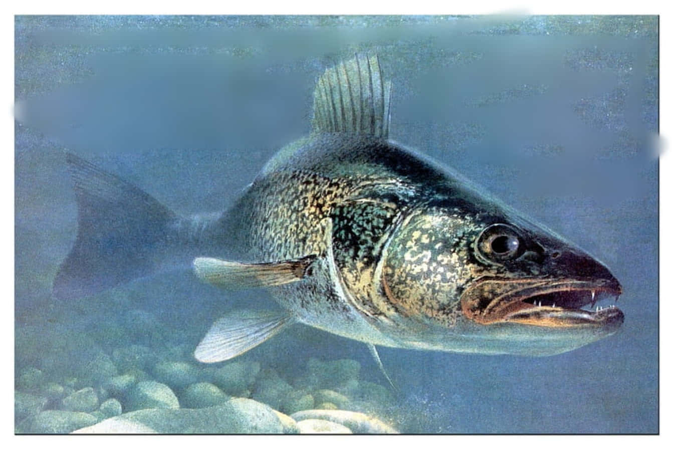 Walleye 桌布 壁紙 — 一條有斑點的大魚在清澈的藍色水中優雅地游過岩石河床。