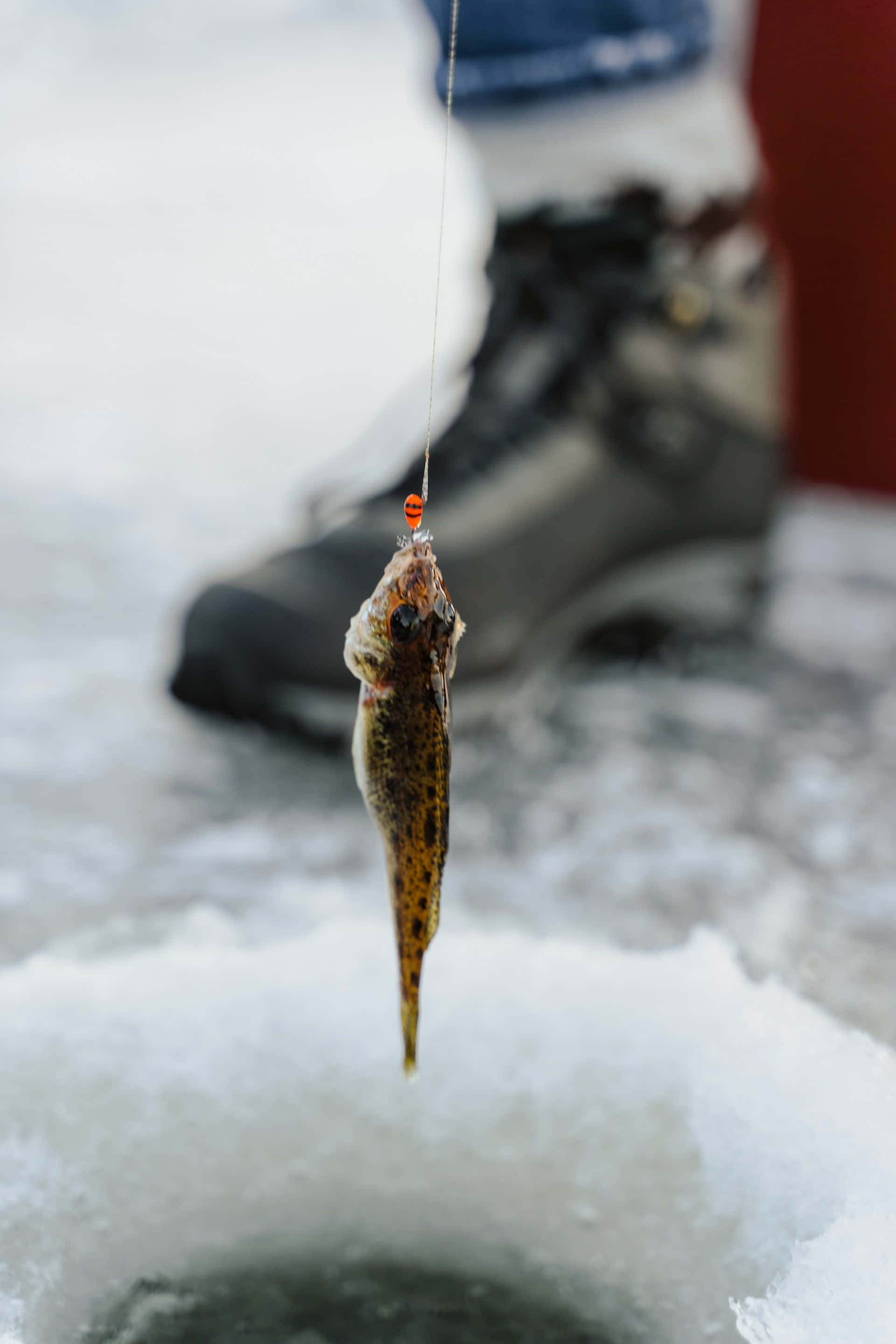 Ice Fishing 桌布 壁紙 — 一條有斑點的小魚掛在釣魚線上，位於結冰的冰洞上方，雪地背景中有一隻靴子。