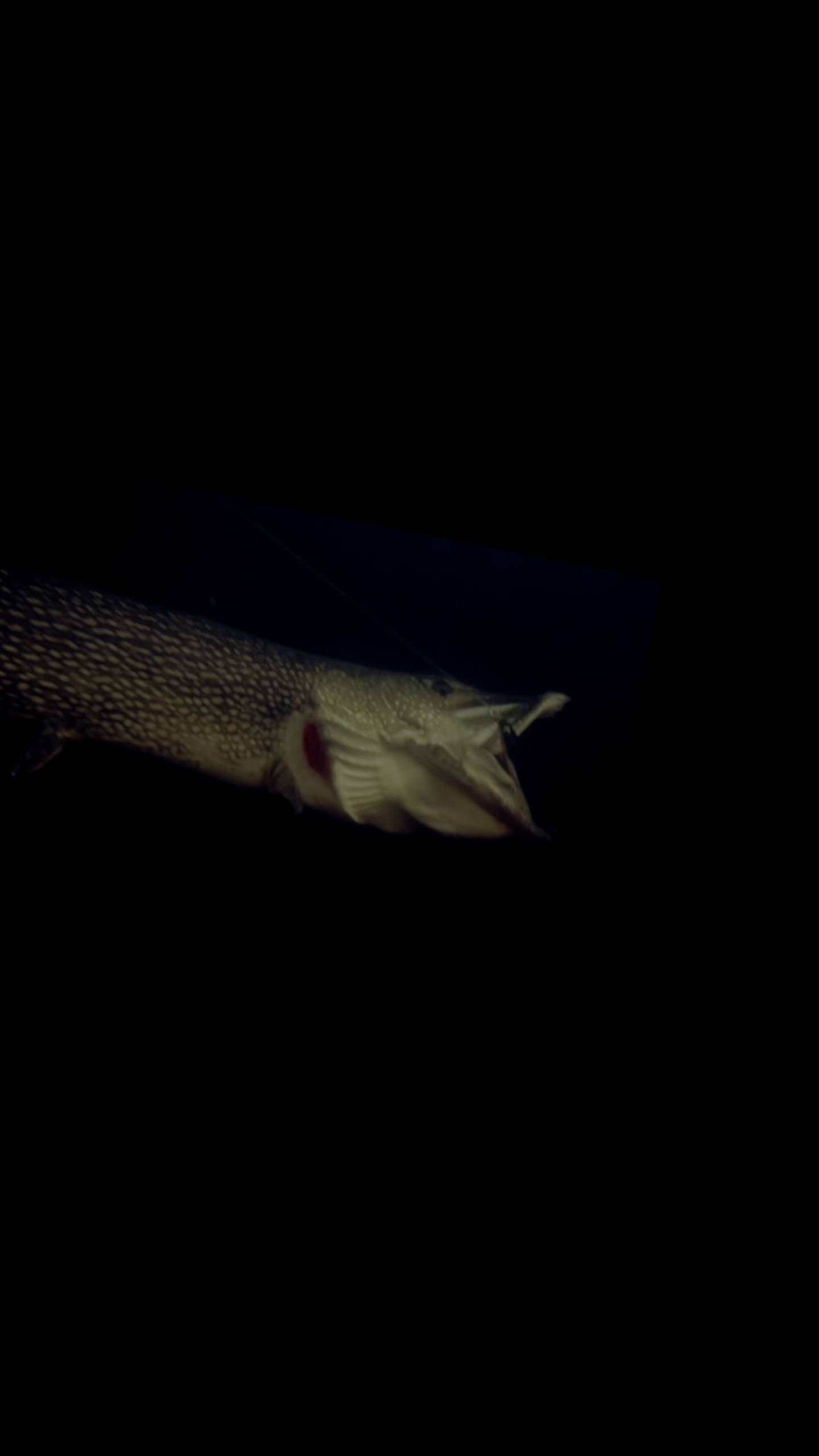 魚 桌布 壁紙 — 一條有斑點的梭子魚張開下頜，在漆黑的水下背景中隱約發光。