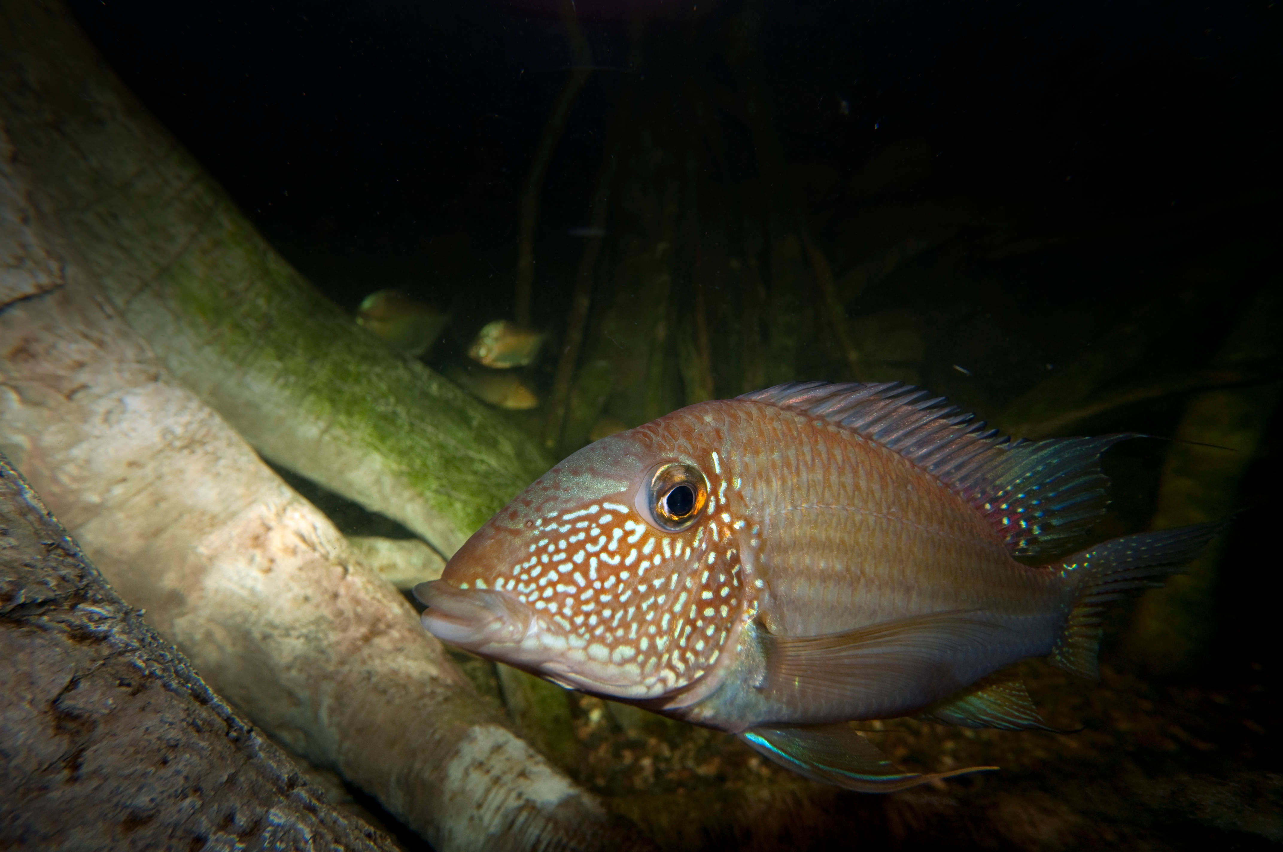 魚 桌布 壁紙 — 一條有斑點的淡水魚，帶有虹彩鰭，在昏暗的水下光線中靠近長滿苔蘚的浮木游泳的特寫。