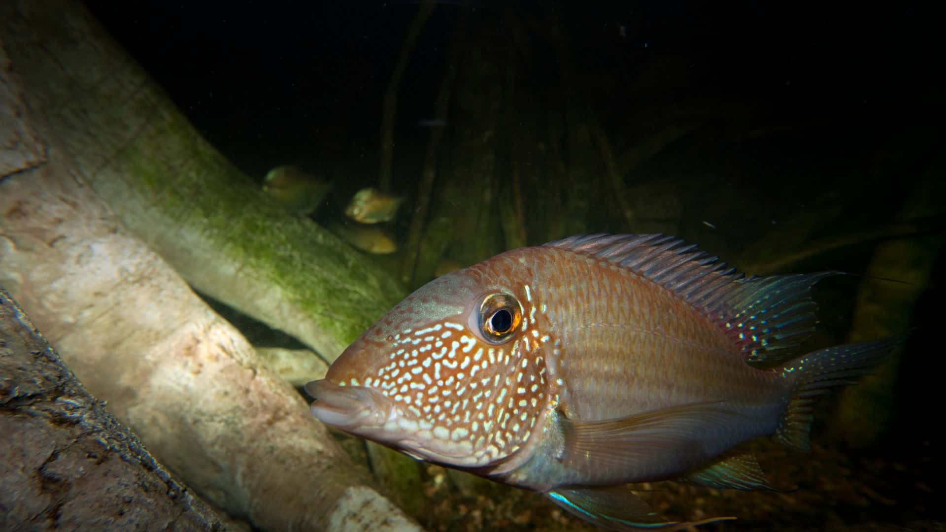 3d Fish 桌布 壁紙 — 一條有斑點的淡水魚，長著大眼睛，在昏暗的水下光線中靠近長滿苔蘚的浮木游動的特寫。