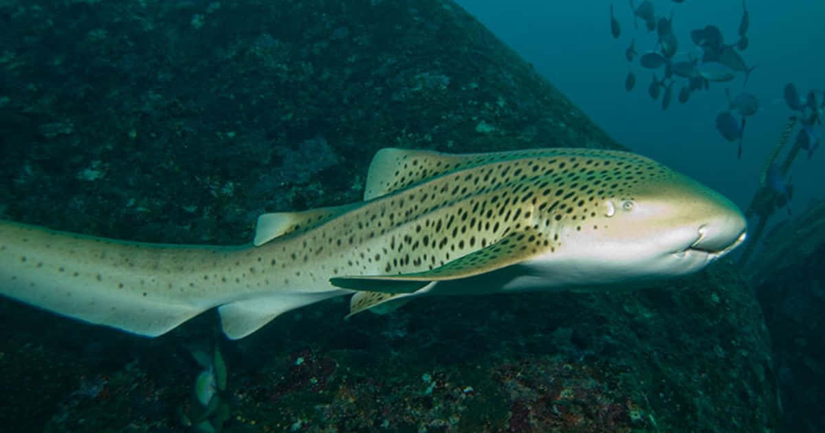 Zebra Shark 桌布 壁紙 — 一條有斑點的豹紋鯊在岩石礁附近優雅地滑行，小魚在清澈的藍色海水中游近。