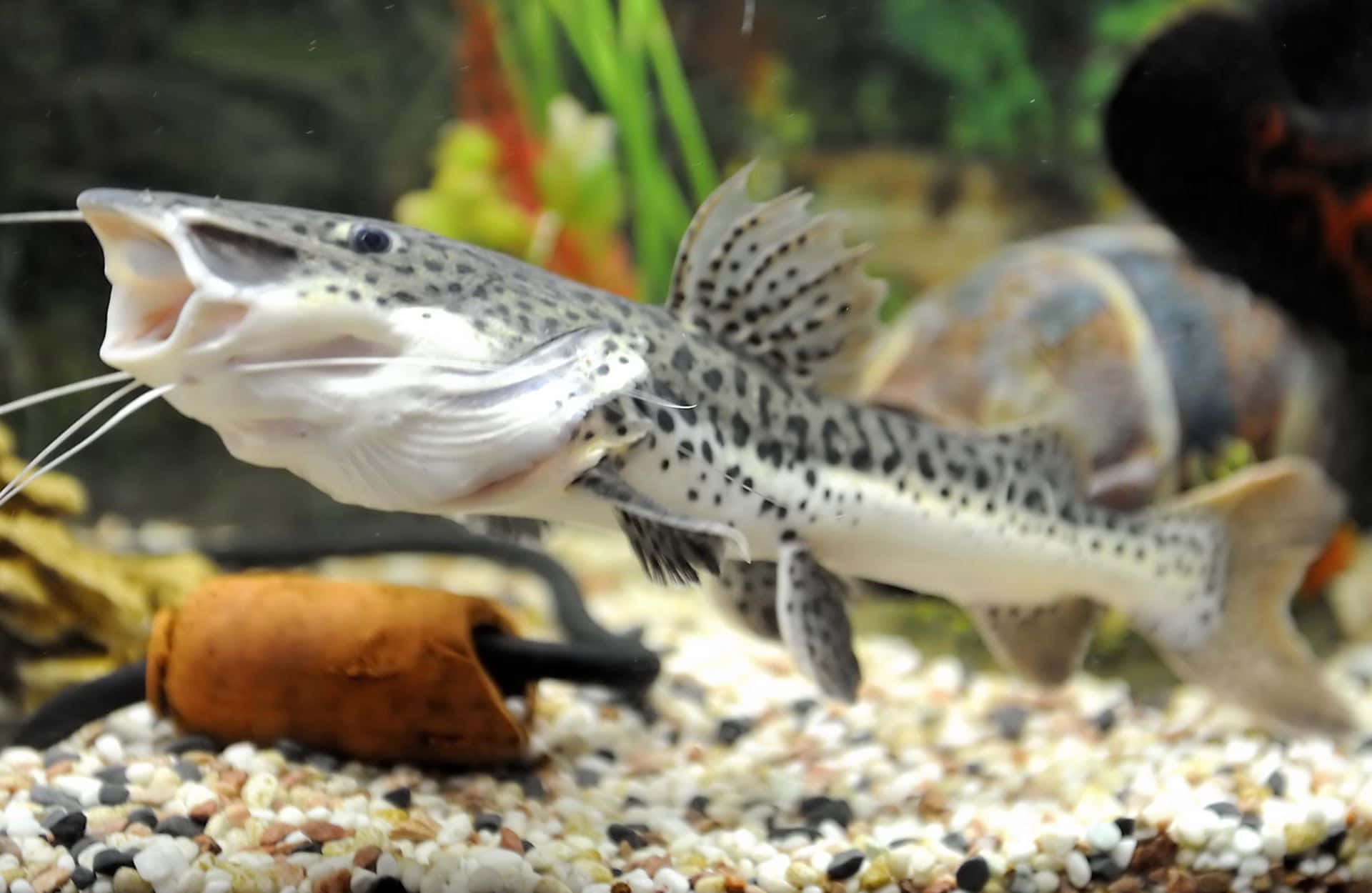 catfish 桌布 壁紙 — 一條有斑點的鯰魚張開嘴，鬍鬚在種植水族箱的礫石上游動。