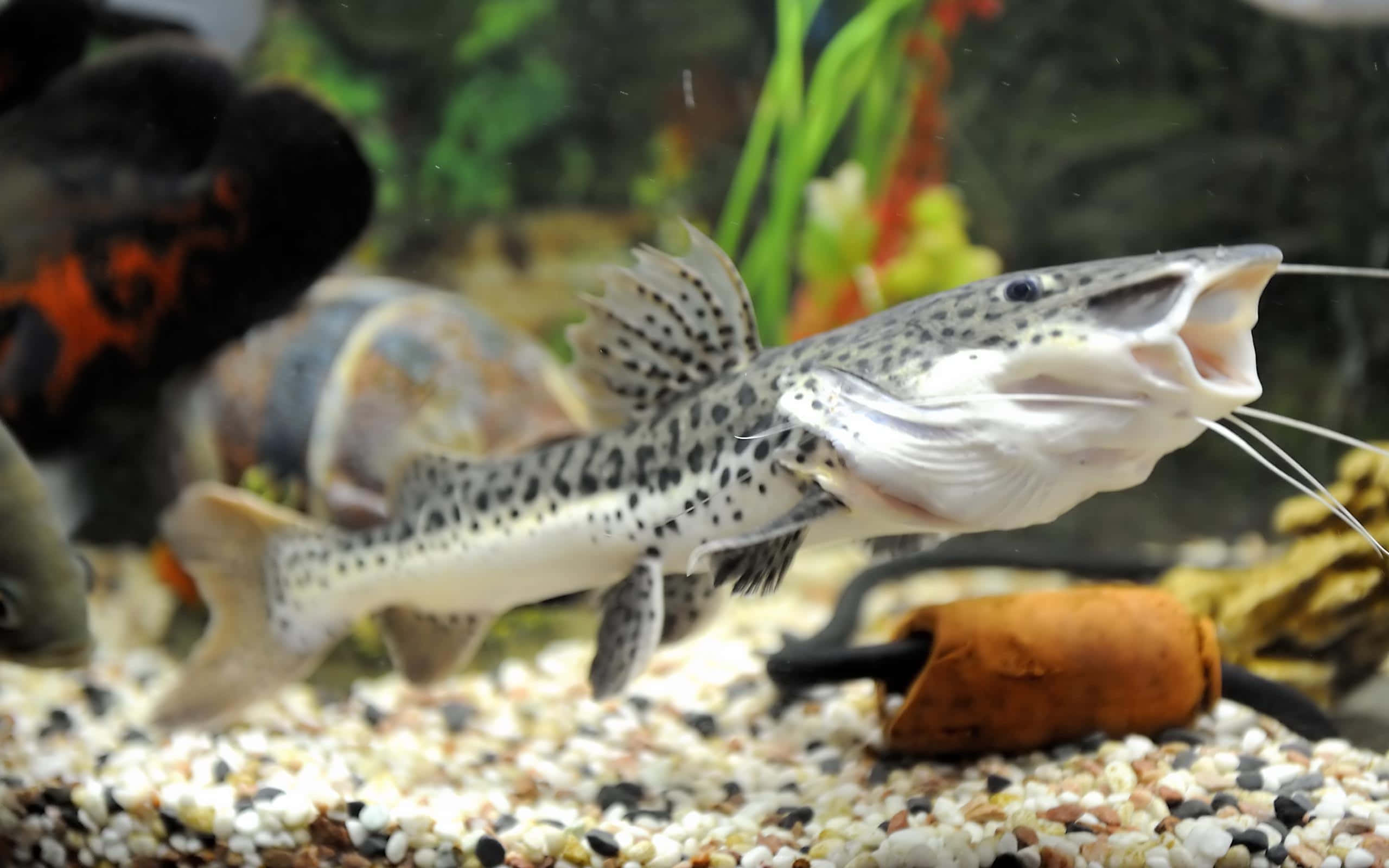 魚 桌布 壁紙 — 一條有斑點的鯰魚張開嘴和鬍鬚，在鋪有礫石、綠色植物和岩石的水族箱中游動。