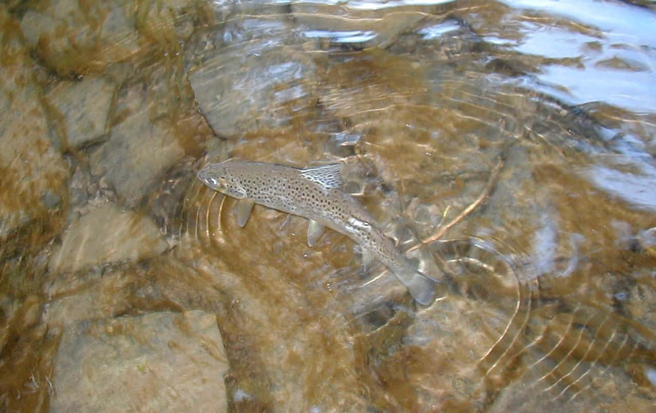 釣魚 桌布 壁紙 — 一條有斑點的鱒魚在清澈、漣漪的水中，優雅地游過陽光照射的河石。